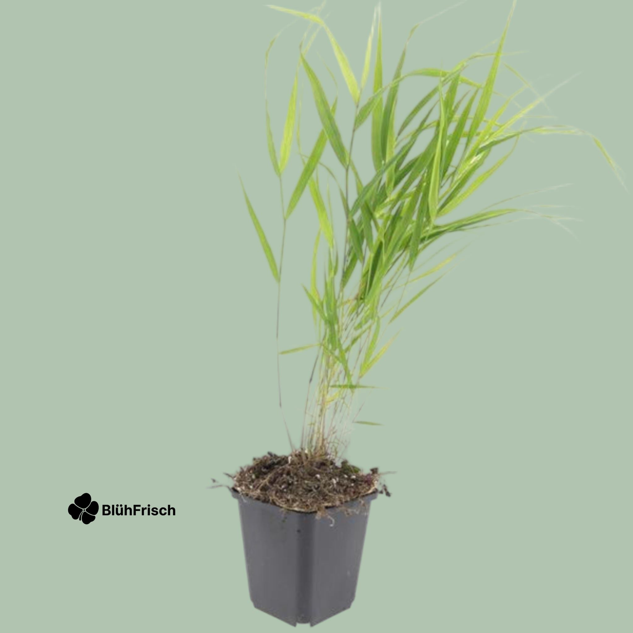24x Hakonechloa macra - ↕10-25cm - Ø9cm
