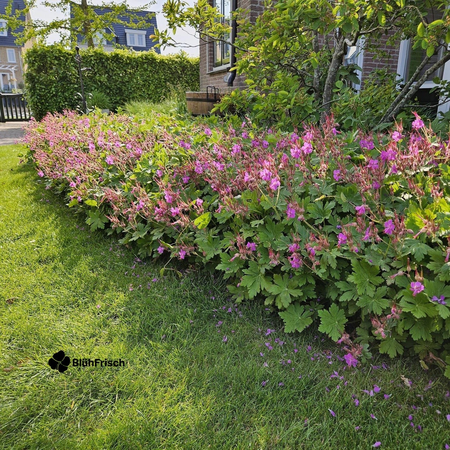 48x Geranium macrorrhizum - ↕10-25cm - Ø9cm