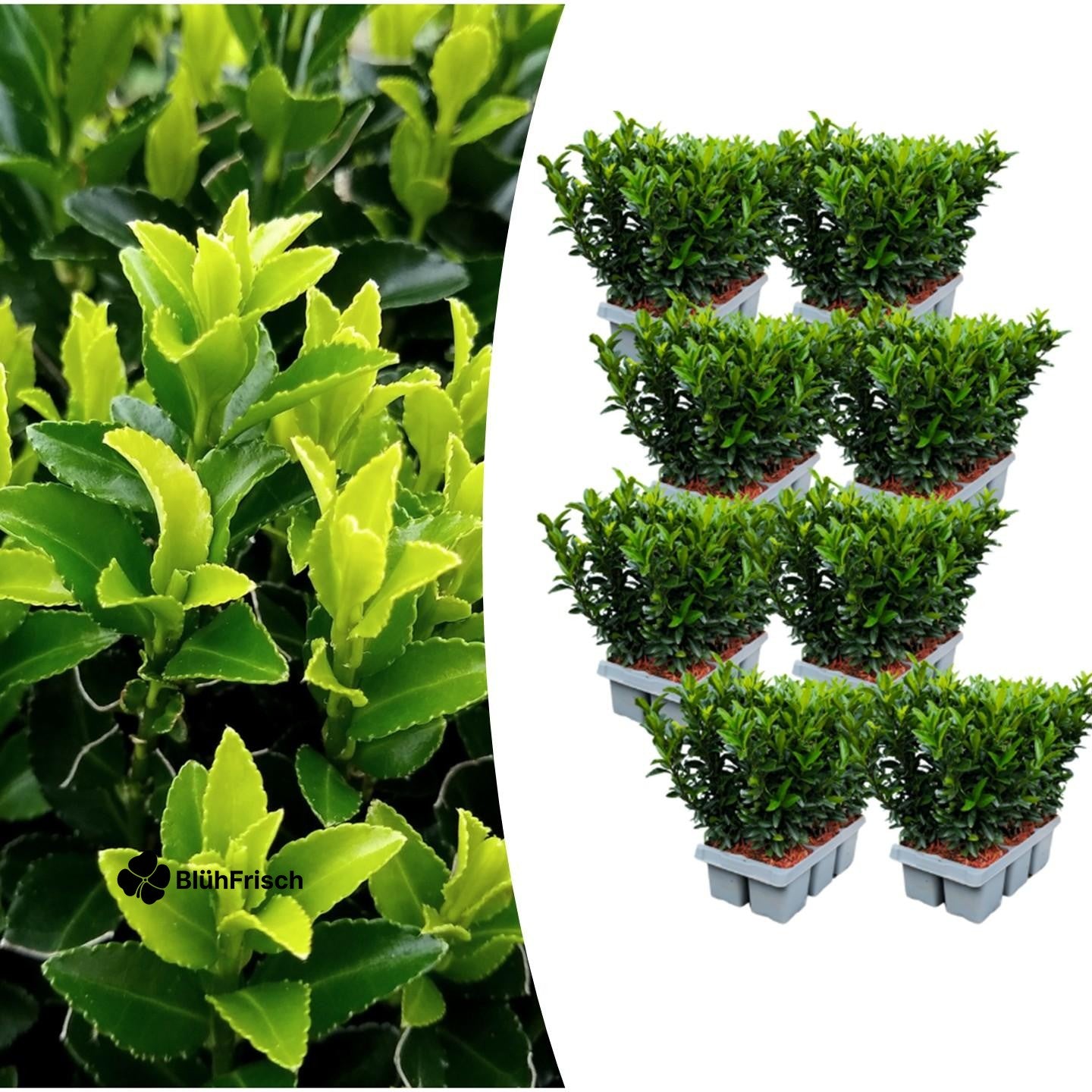 8 x 6er-Pack Euonymus 'Green Spire' – Ø 7 cm – ↨ 15 cm