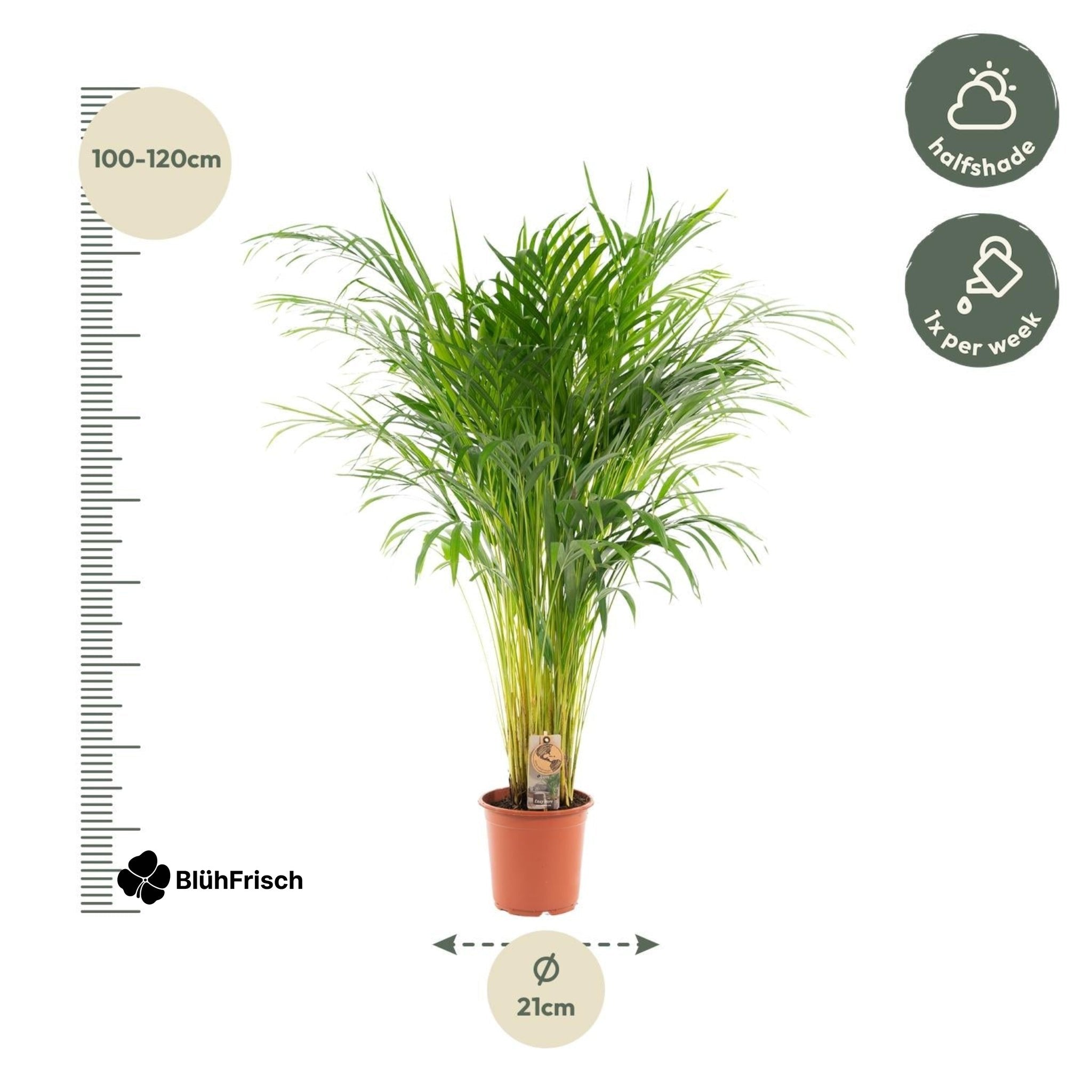 Areca-Palme - Ø21cm - ↕110cm