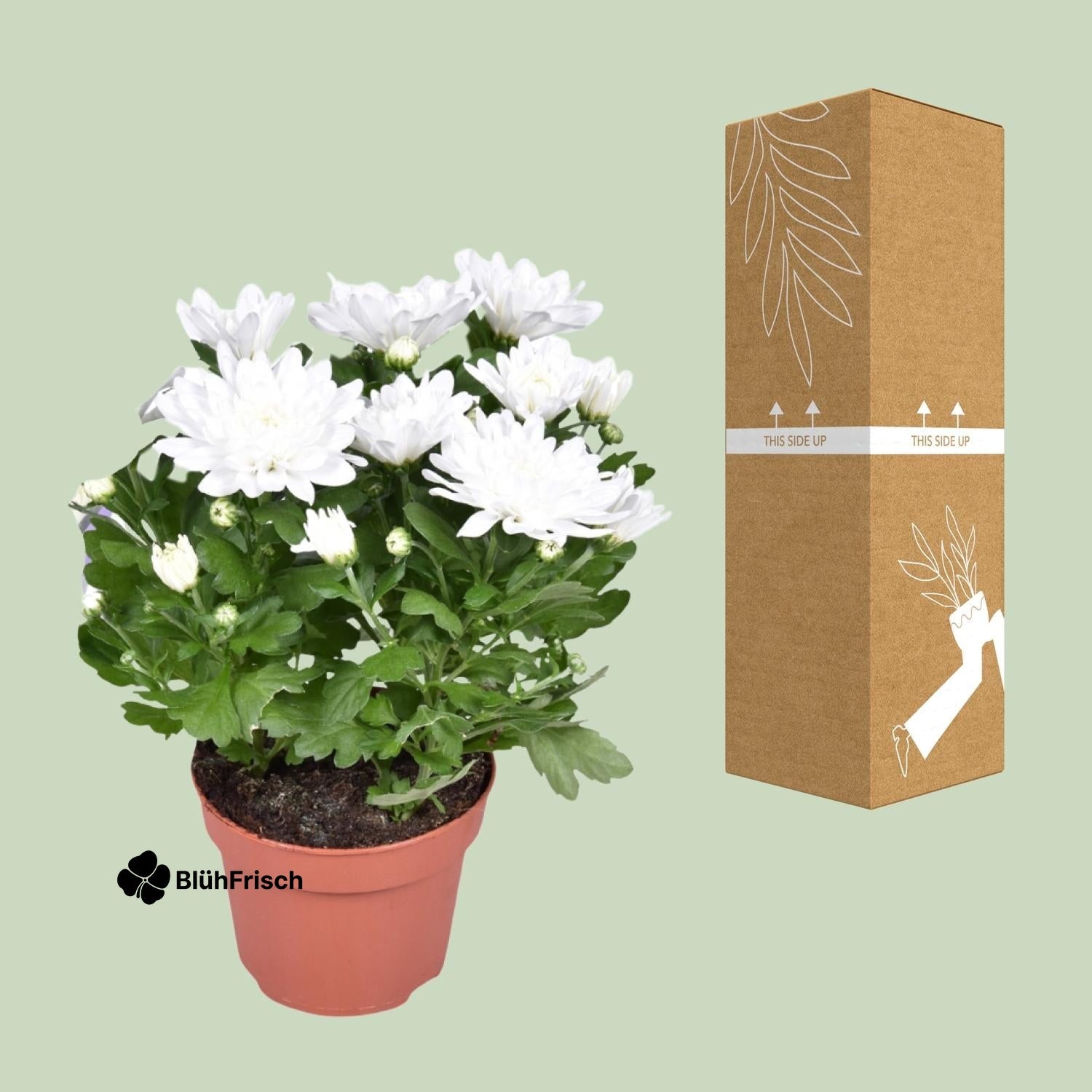 Chrysant Brave - Ø12cm - ↕26cm