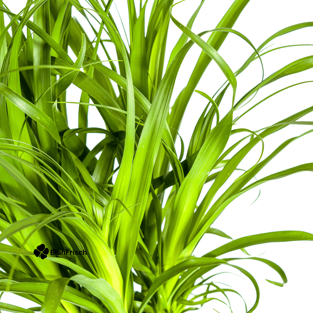 Beaucarnea Recurvata Stamm Ø27cm - ↕110 - 130cm