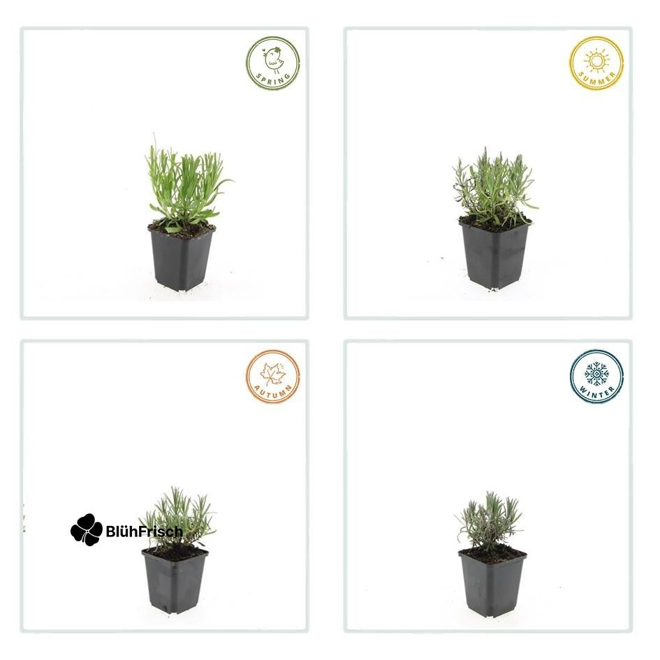 48x Lavandula ang. 'Munstead' - ↕10-25cm - Ø9cm