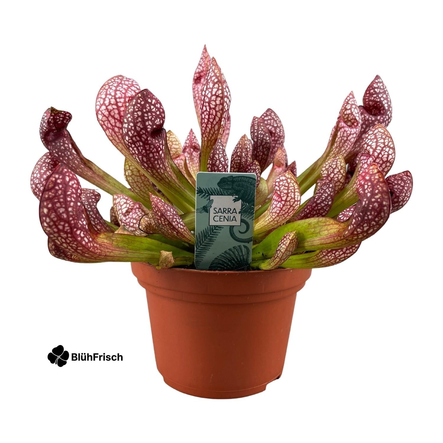 Sarracenia Scarlet Belle - Ø12cm - ↕40cm