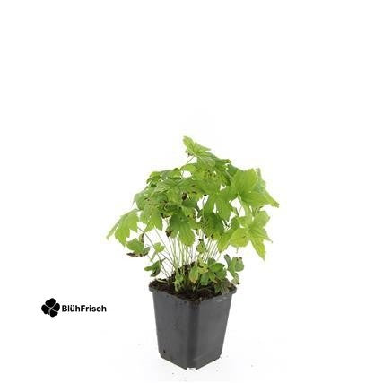 24x Geranium nodosum - ↕10-25cm - Ø9cm