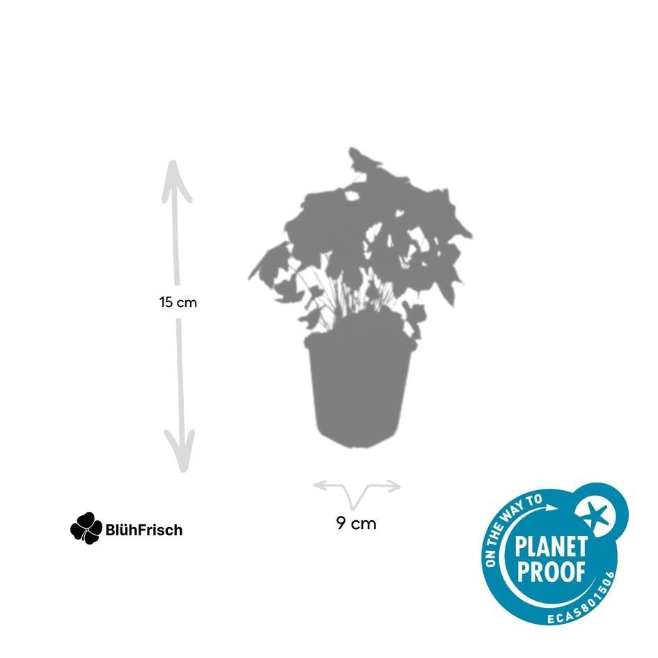 24x Geranium nodosum - ↕10-25cm - Ø9cm