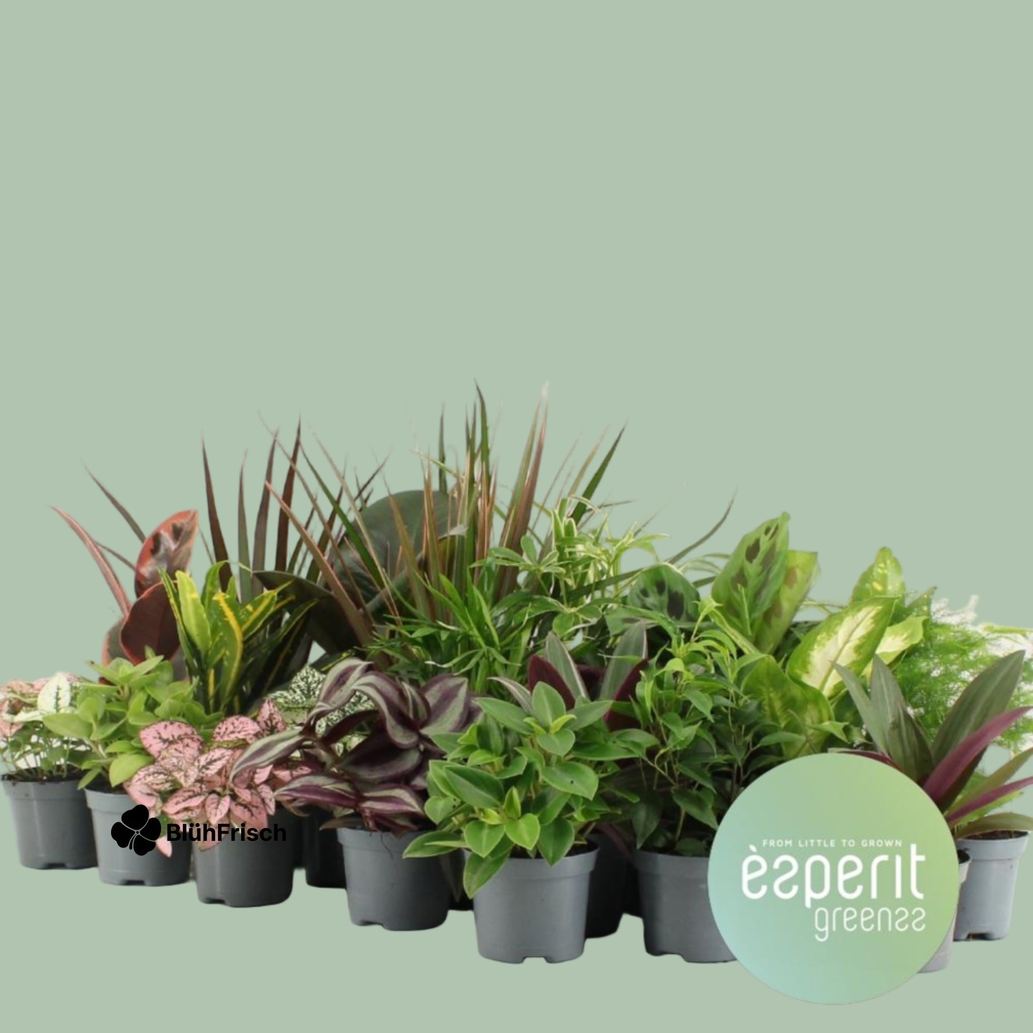 Bunter Mix Greenss - 24 Stücke - Ø8,5cm - ↕10cm