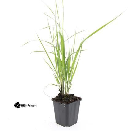 48x Calamagrostis acut. 'Karl Foerster' - ↕10-25cm - Ø9cm