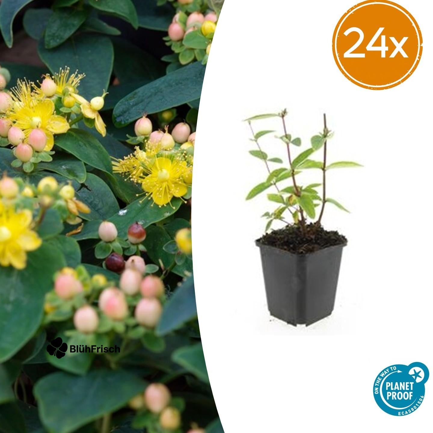 24x Hypericum inodorum 'Annebel' - ↕10-25cm - Ø9cm