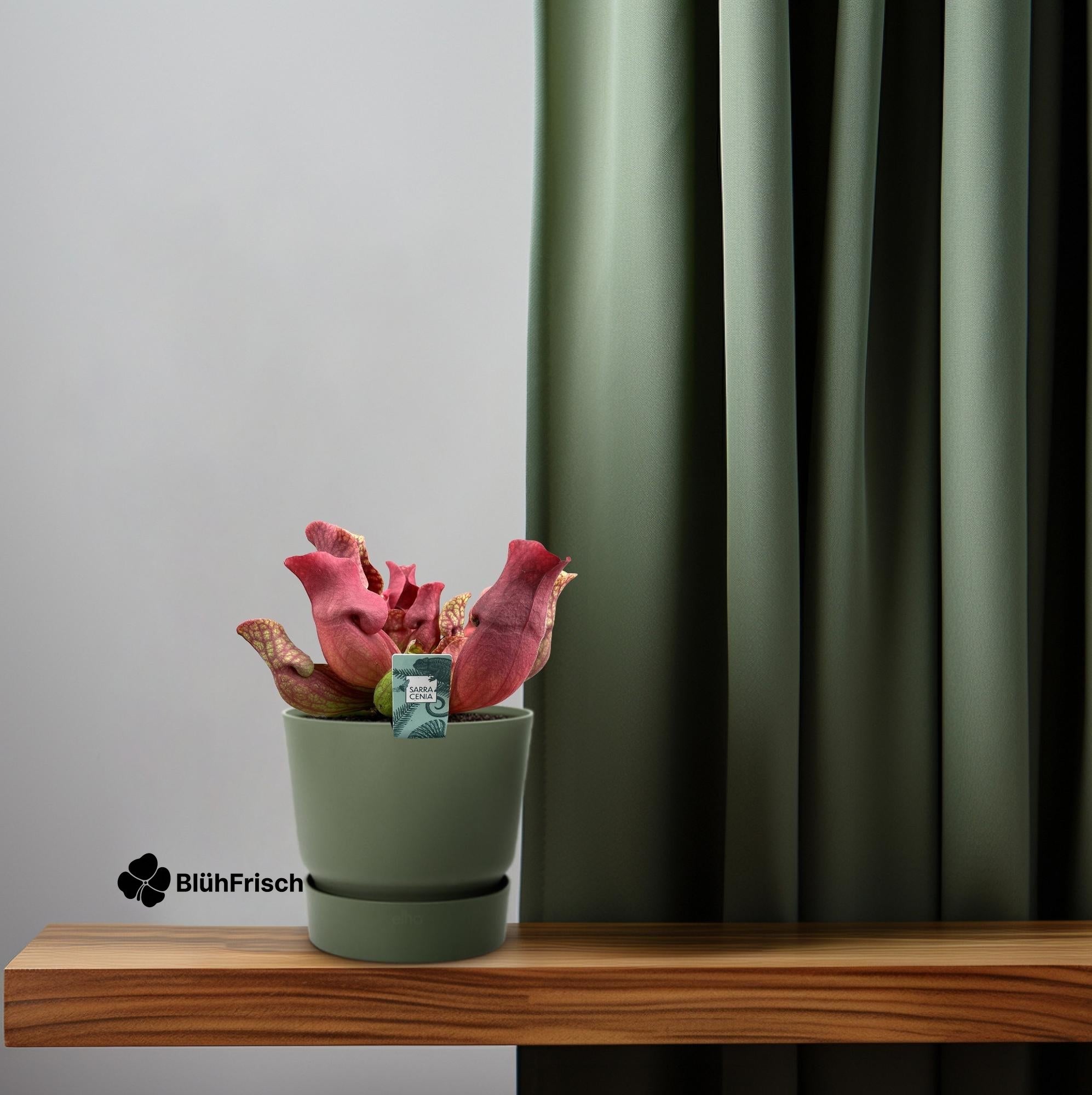 Sarracenia Maroon - Ø12 ↕23