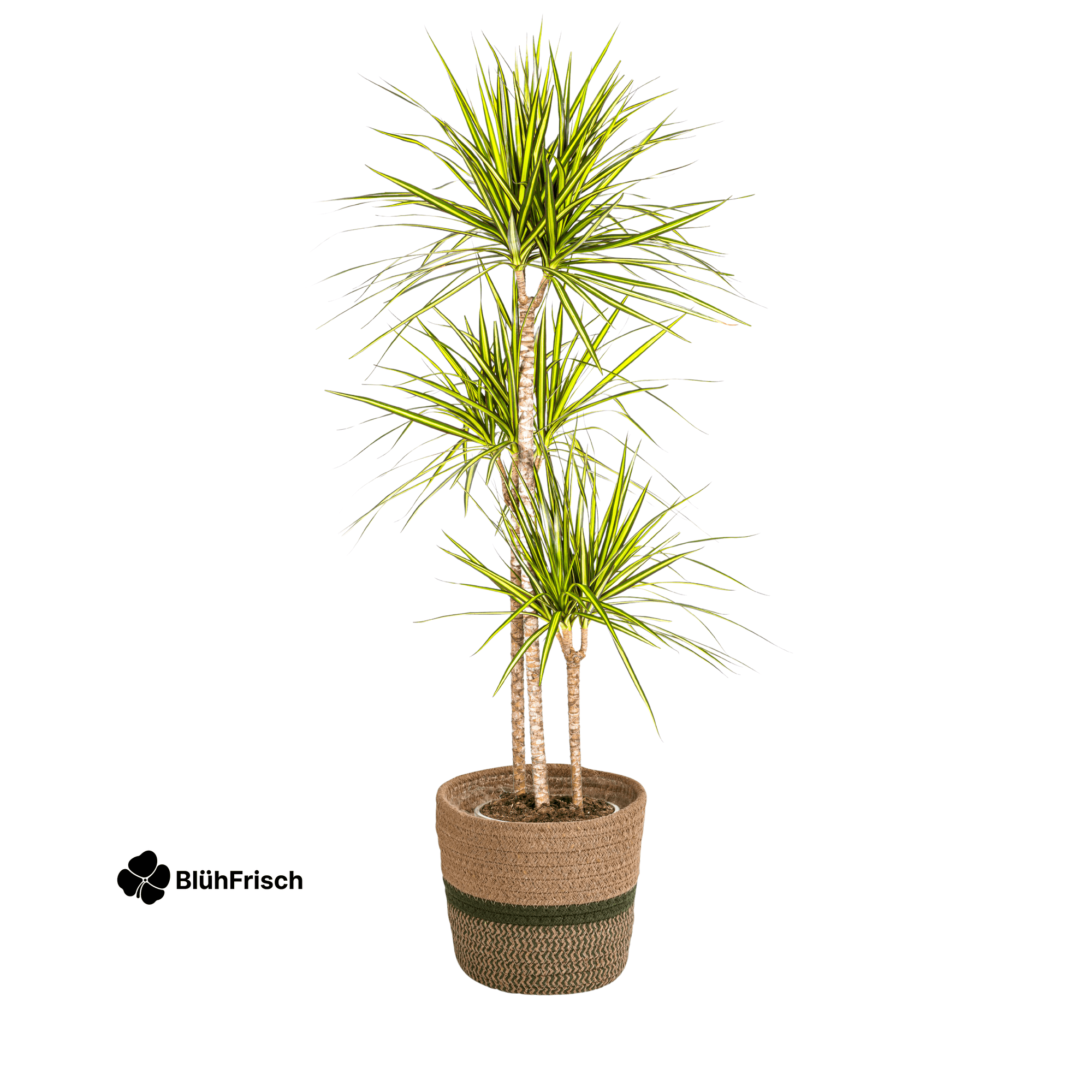 Dracaena Marginata Sunray mit Korb 130 - 150cm