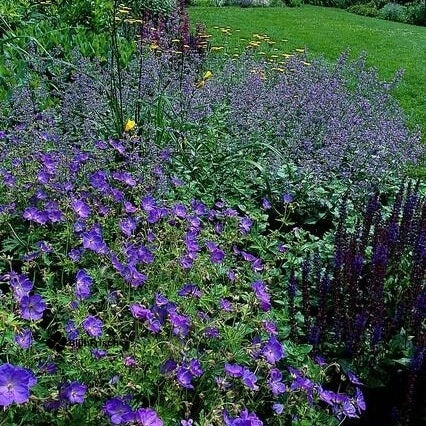 48x Geranium 'Johnson's Blue' - ↕10-25cm - Ø9cm