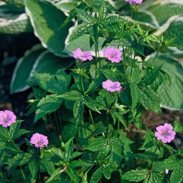 24x Geranium nodosum - ↕10-25cm - Ø9cm