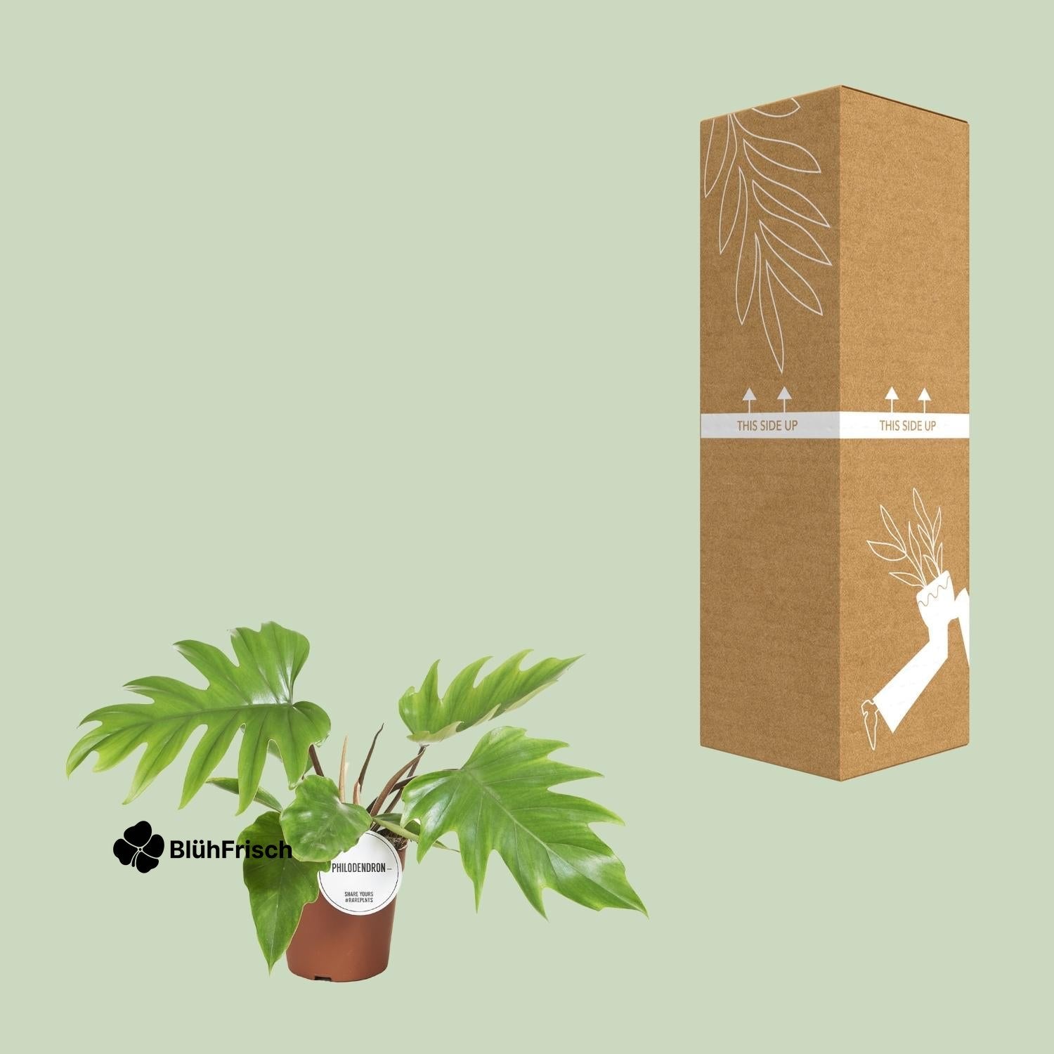 Philodendron Mayoi - Ø15cm - ↕35cm