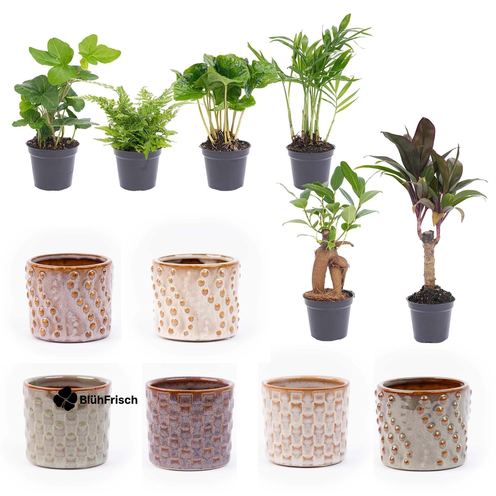 Mini planten set 6 - Inclusief pot set Madrid