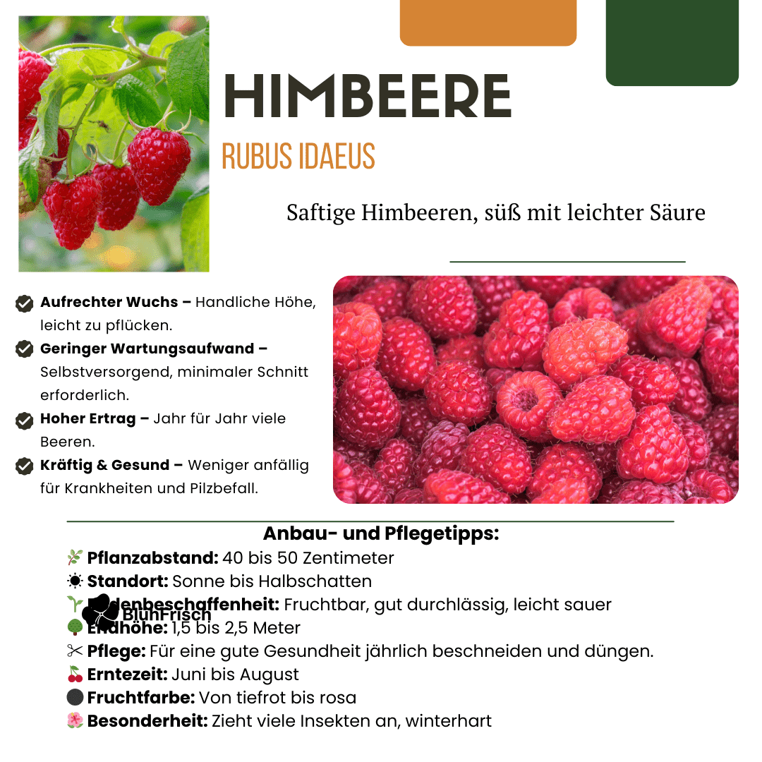 „Sommerfrüchte“ BIO Obstpflanzen-Mix – Set mit 4 verschiedenen Sorten