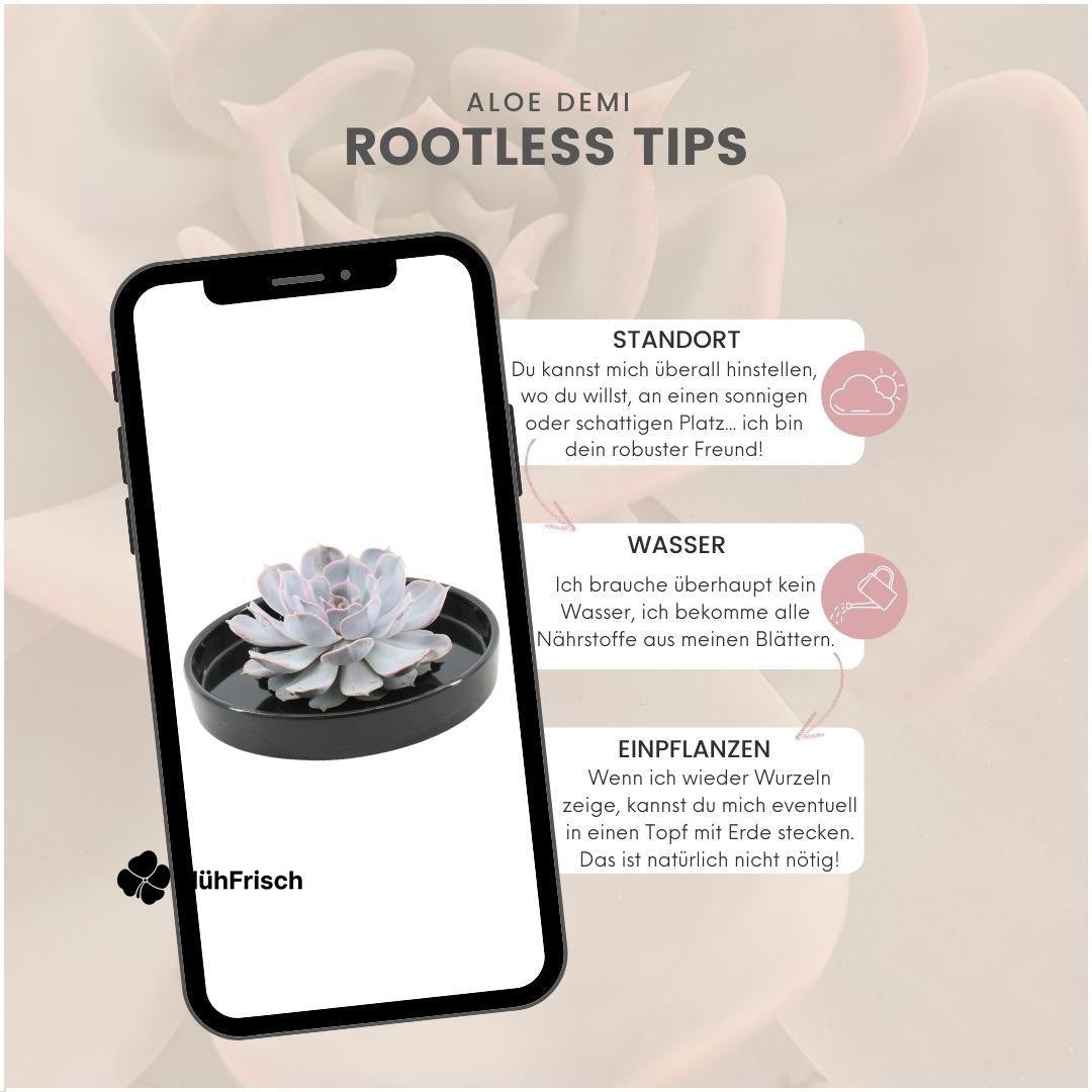 ROOTLESS Succulent Echeveria Lilacina in Schale 'schwarz' Ø20 cm - ↕5 cm