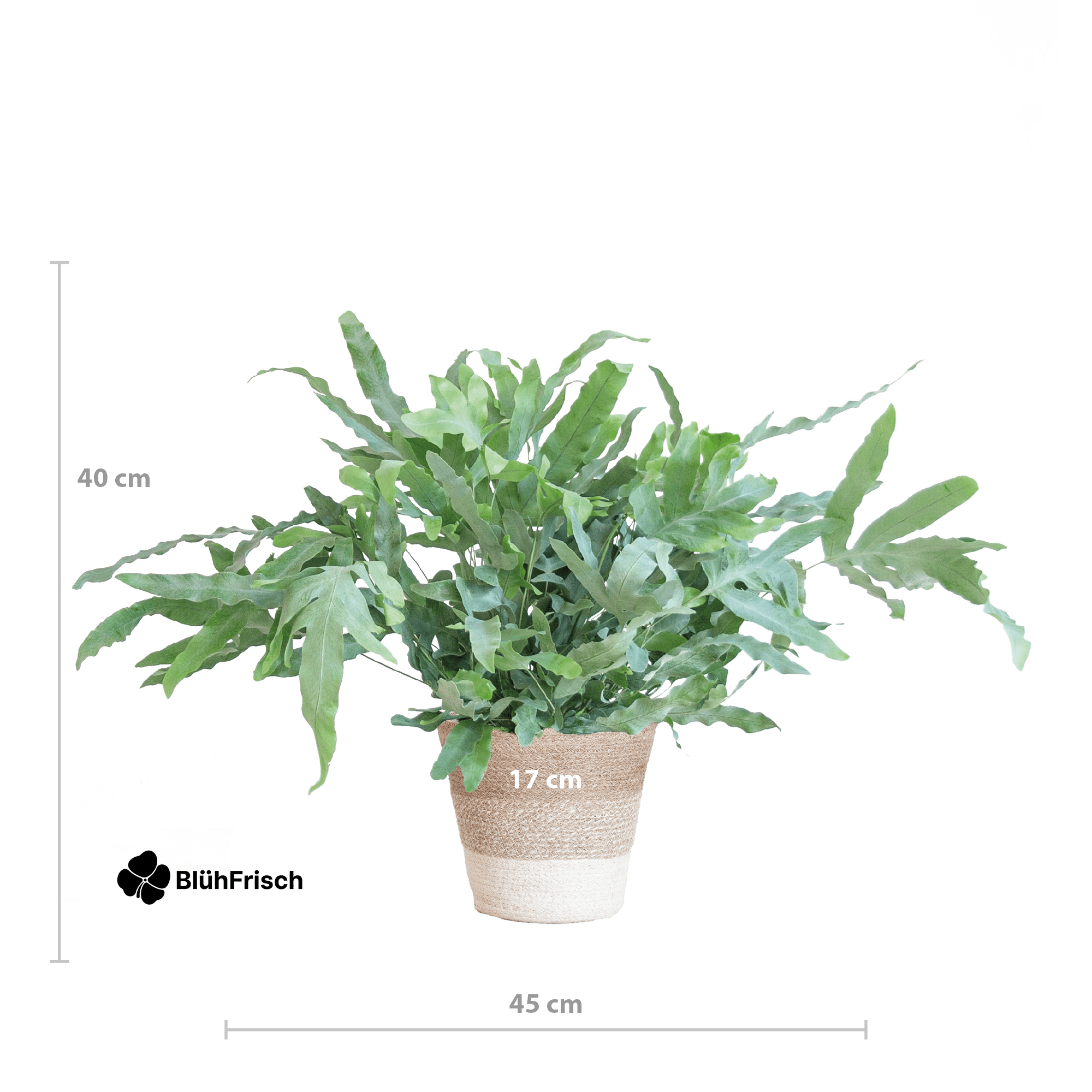 Phlebodium Aureum 'Blue Star' mit Korb Lissabon weiß - 40cm - Ø17