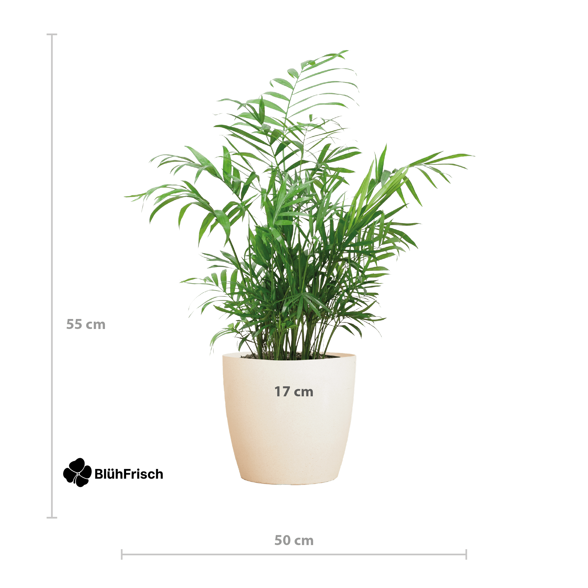 Chamadorea Elegans mit Viber weiß - 55cm - Ø17