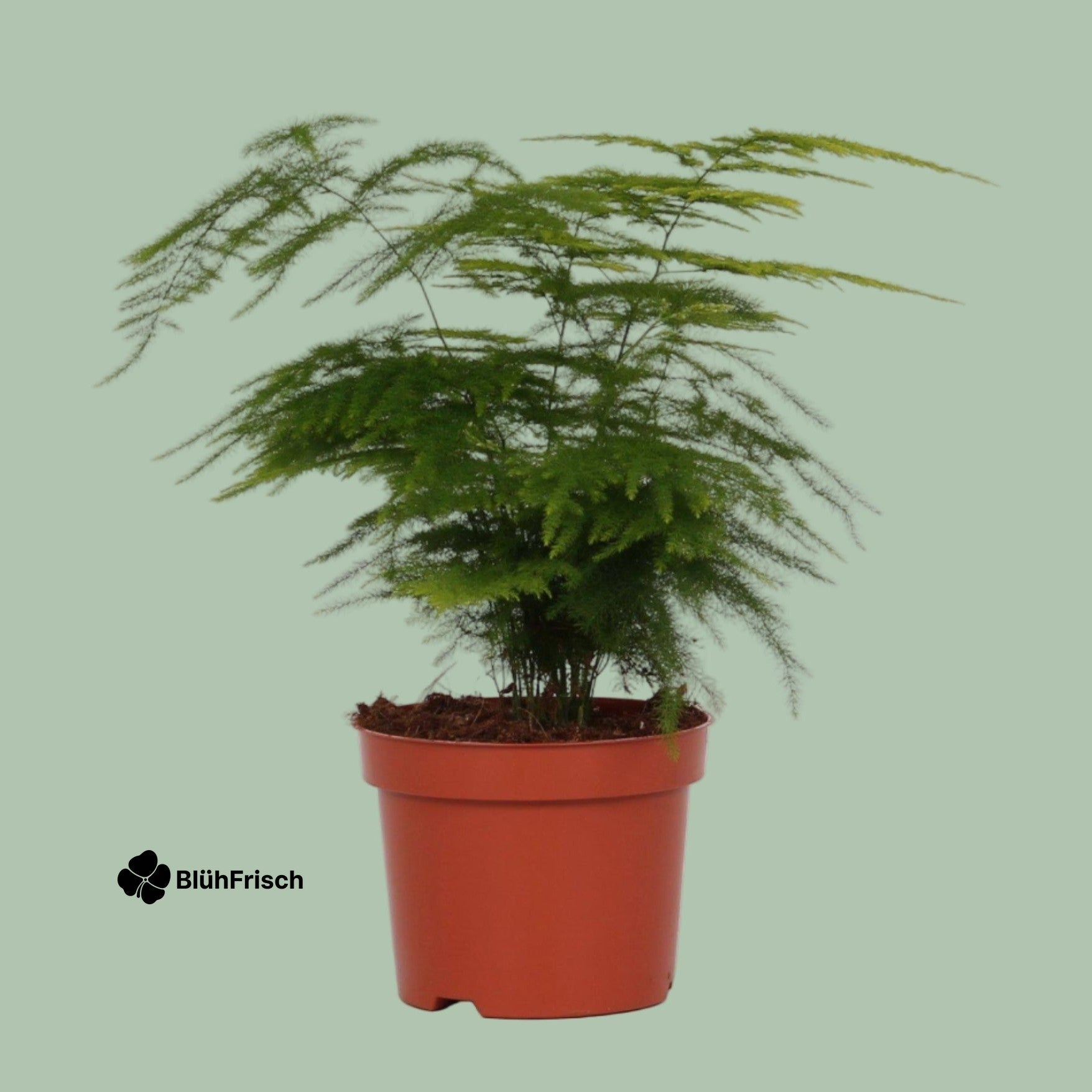 Asparagus Setaceus Federspargel - Ø12cm - ↕28cm