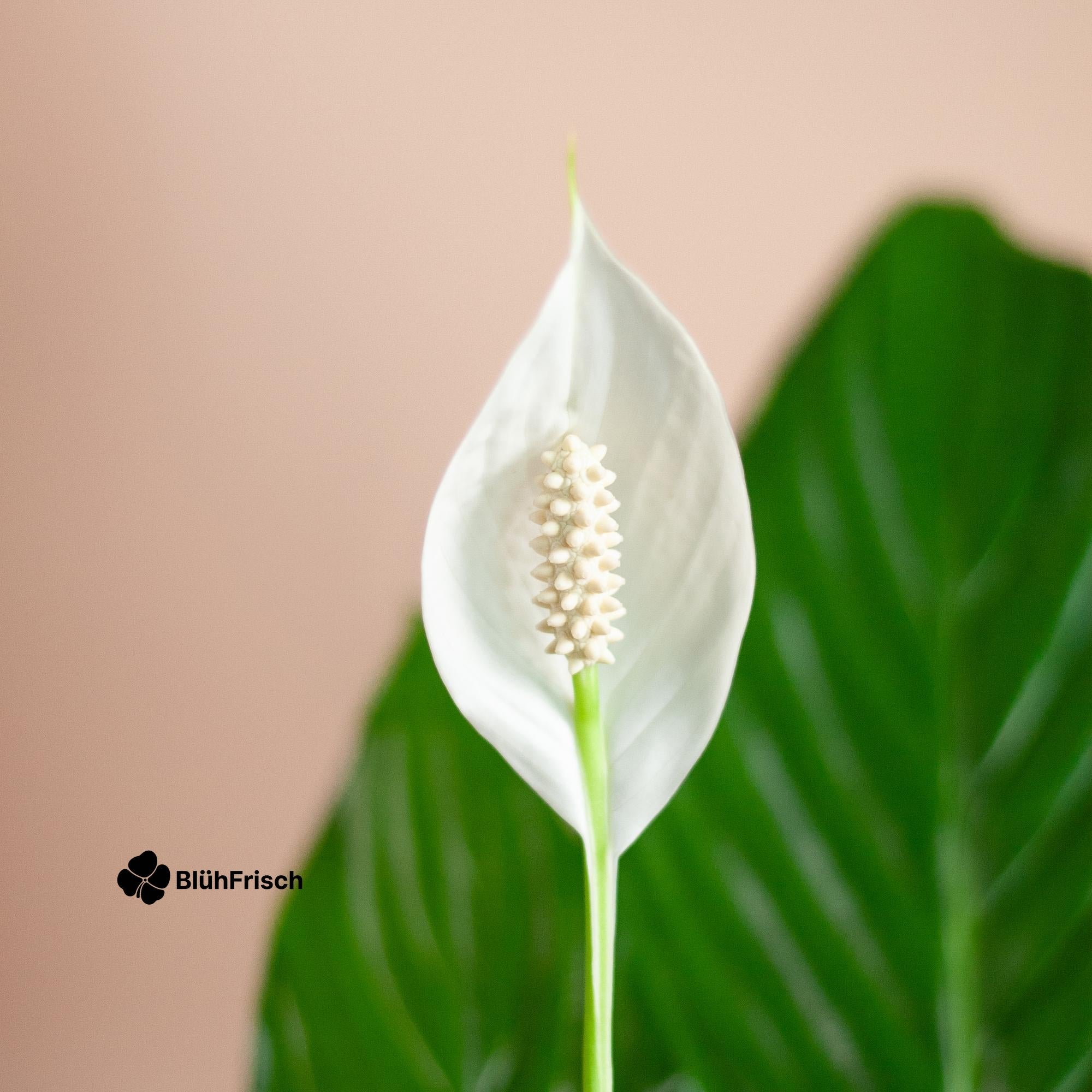 Spathiphyllum mit Viber grau – 80 cm – Ø21