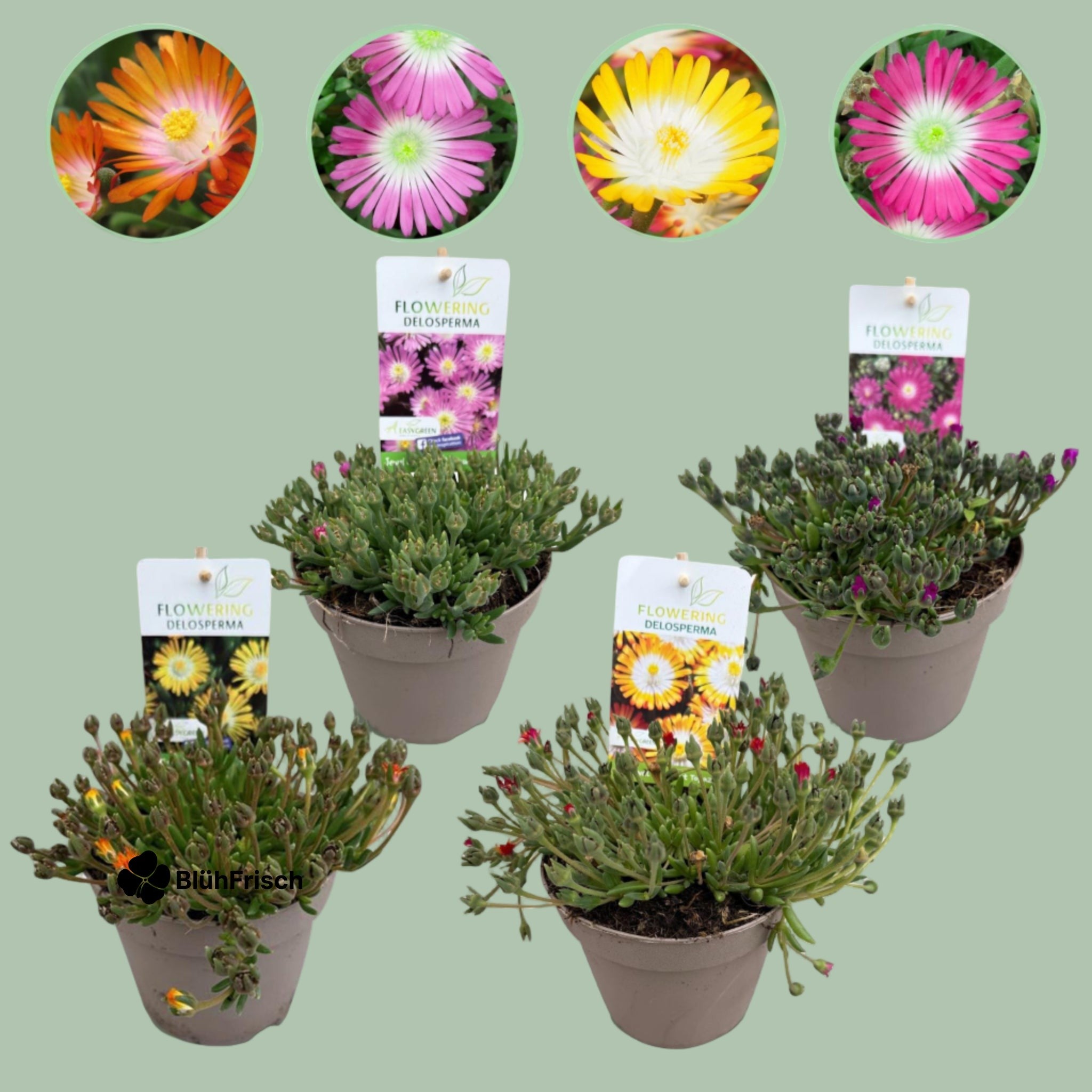 GreenboutiQ - Bodendecker - Winterhart - Delosperma Jewel of Dessert - 4 Pflanzen - Farben Rot - Orange - Lila - Rosa - Wenig Pflege - Topf 14cm Höhe 17cm