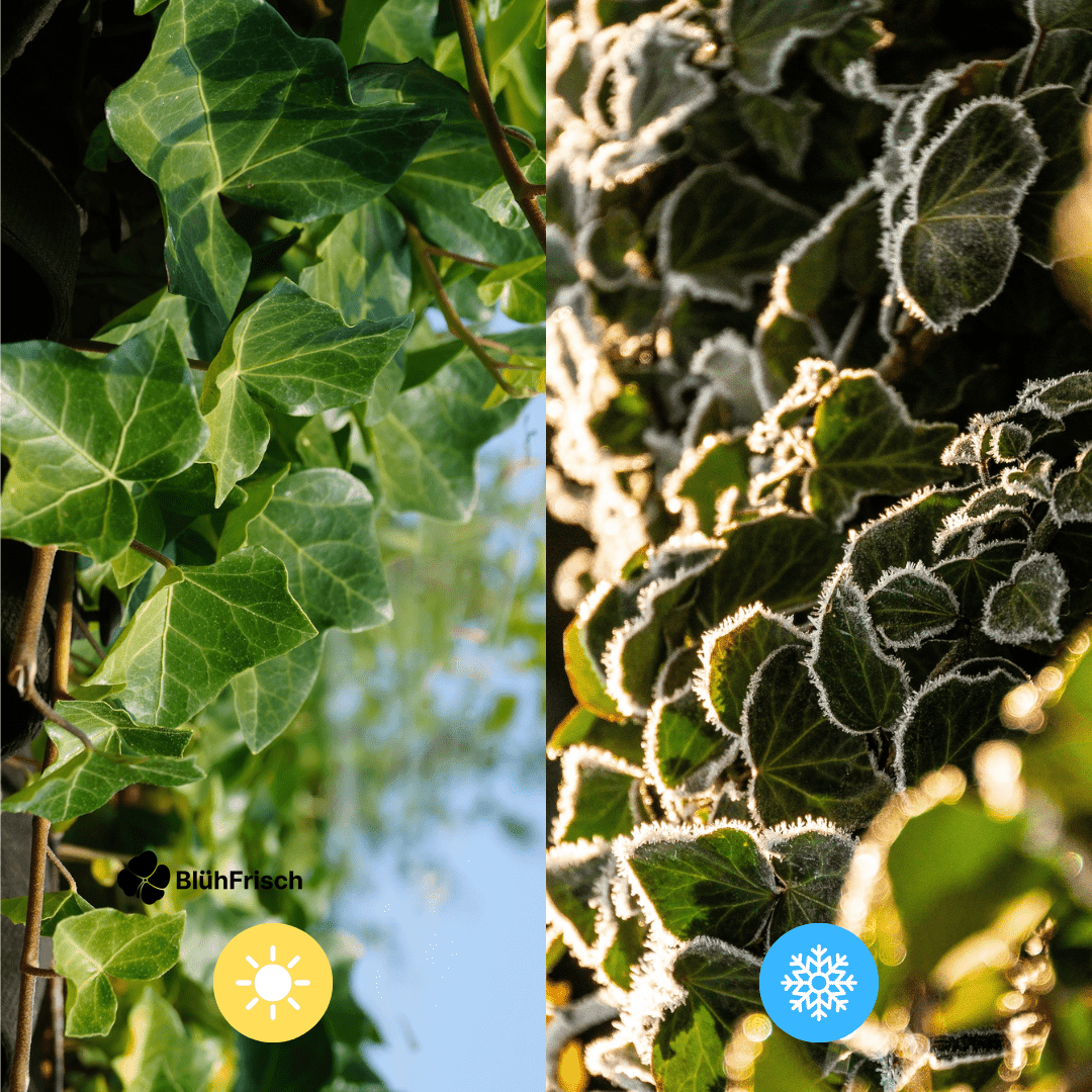 Hedera Hibernica - Efeu - Fertighecke - ↨180 cm