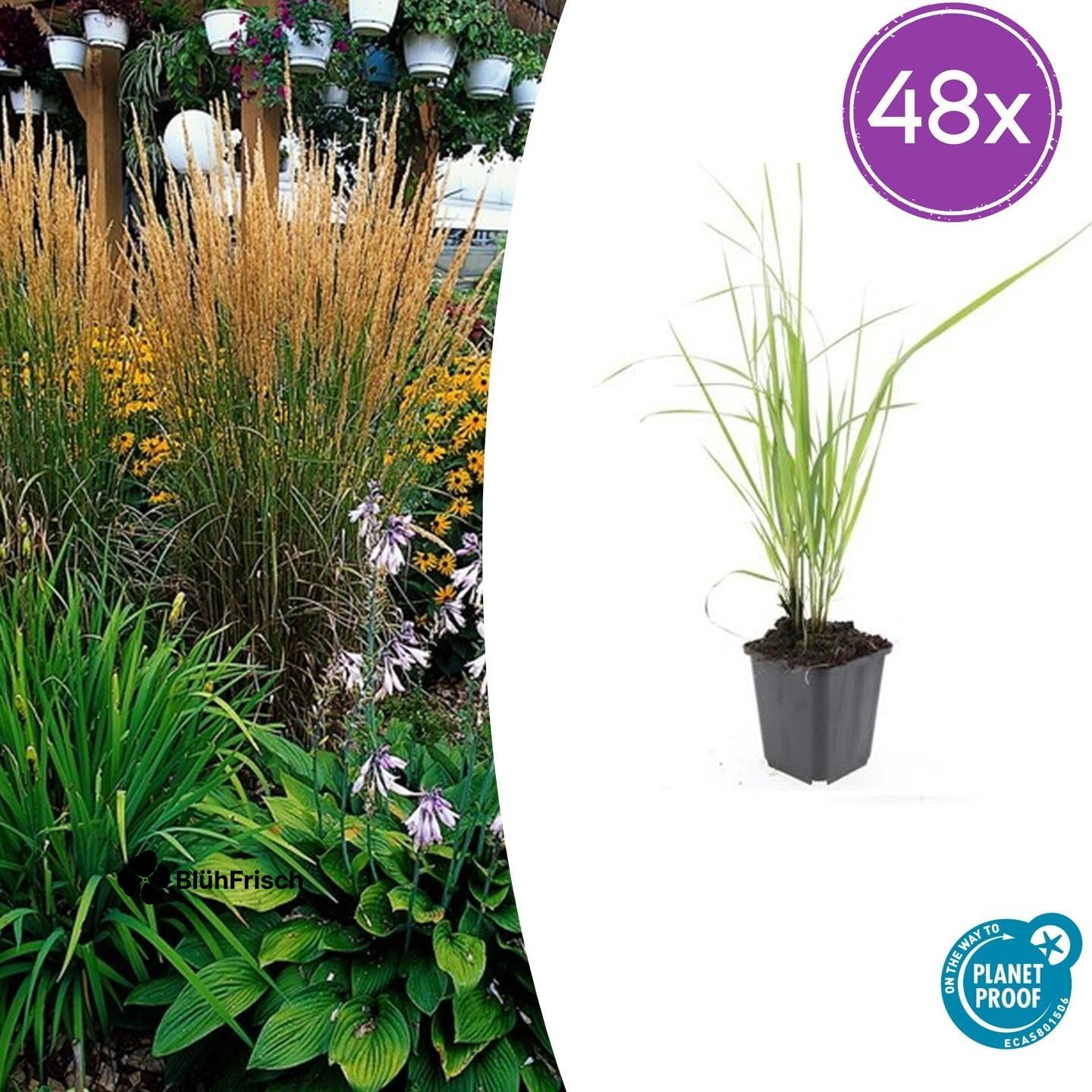 48x Calamagrostis acut. 'Karl Foerster' - ↕10-25cm - Ø9cm