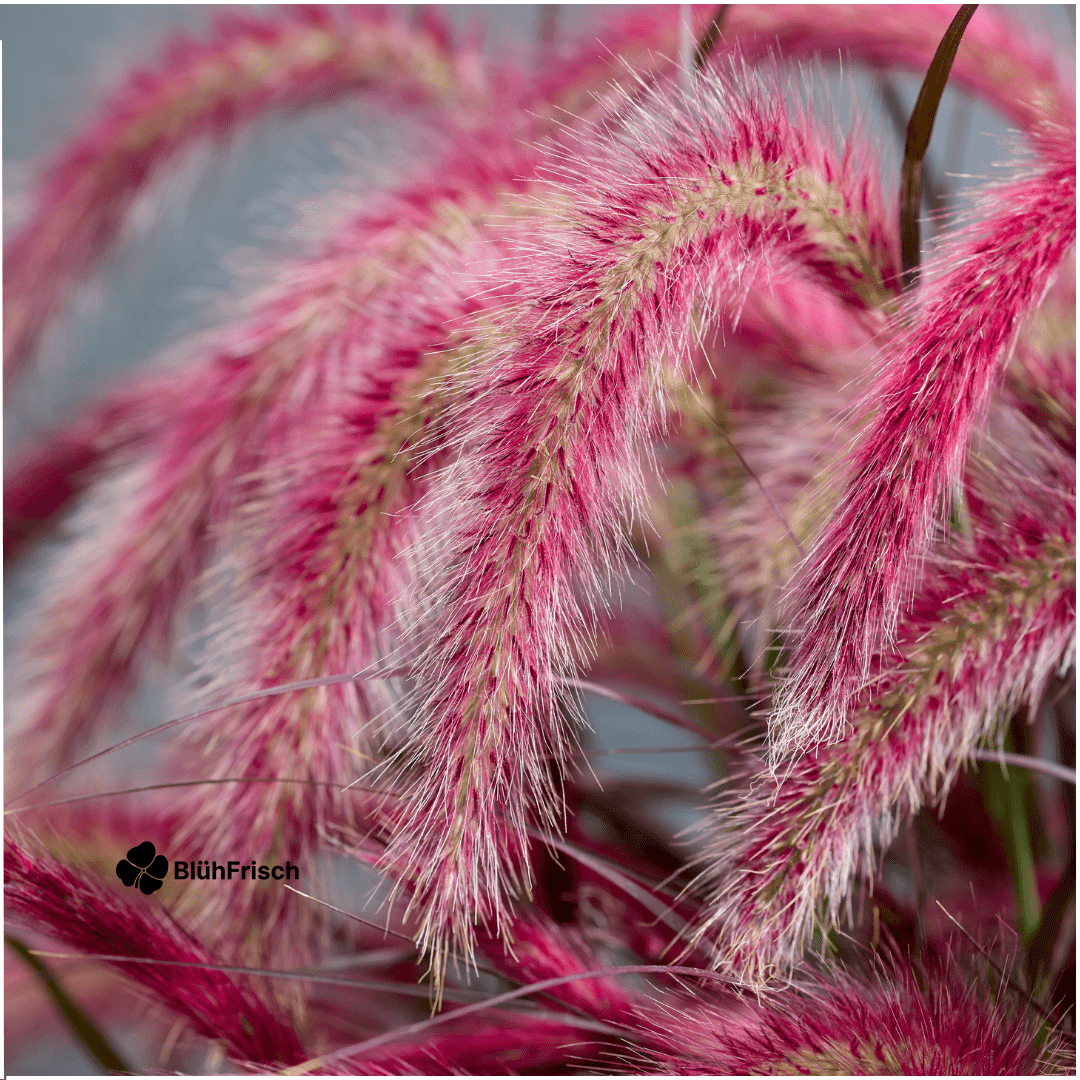 2 x Pennisetum 'Tiny Tails' - Ø19 cm - ↨ 40-50 cm