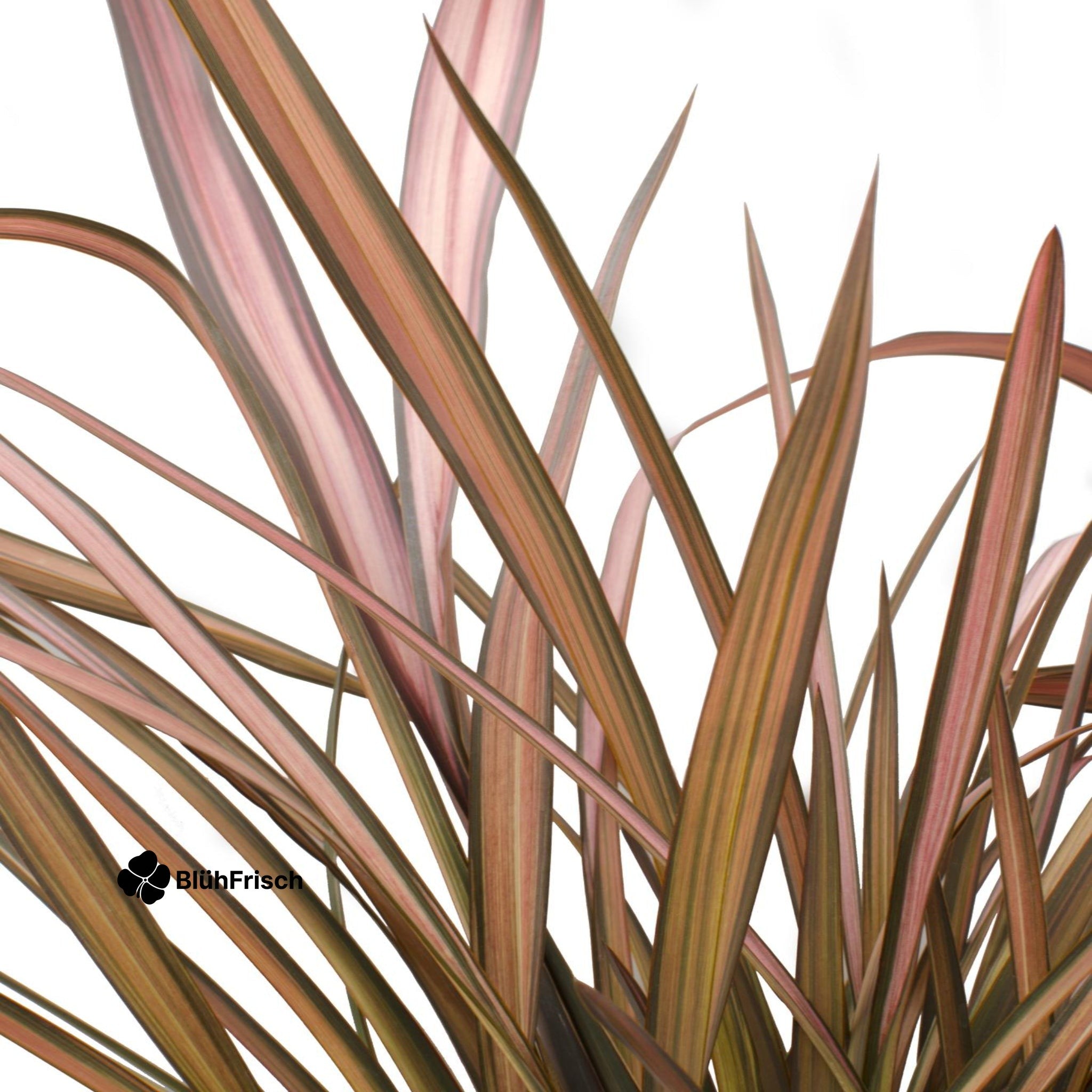 Phormium Neuseeländischer Flachs - Ø14cm - ↕50cm