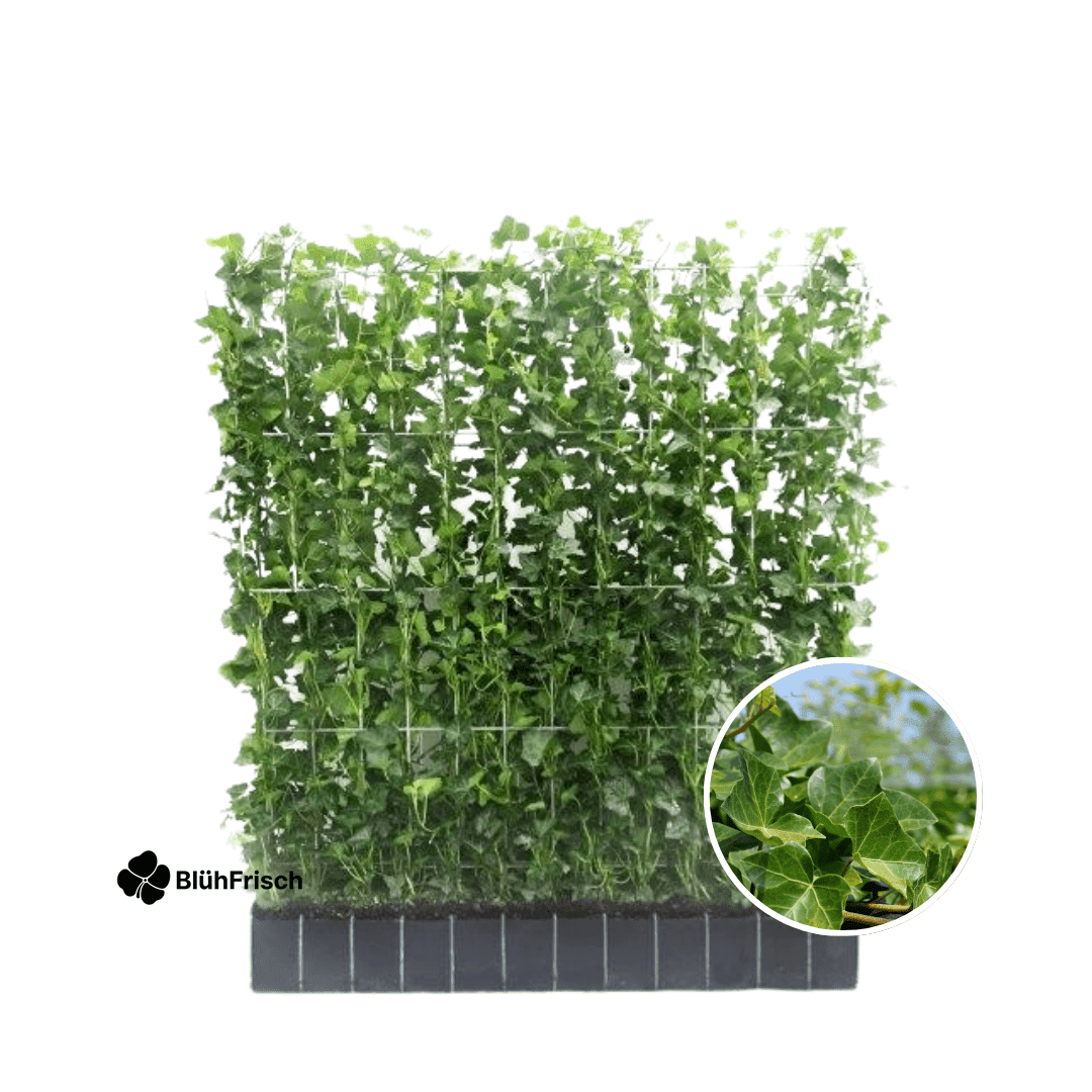 Hedera Hibernica - Efeu - Fertighecke - ↨120 cm