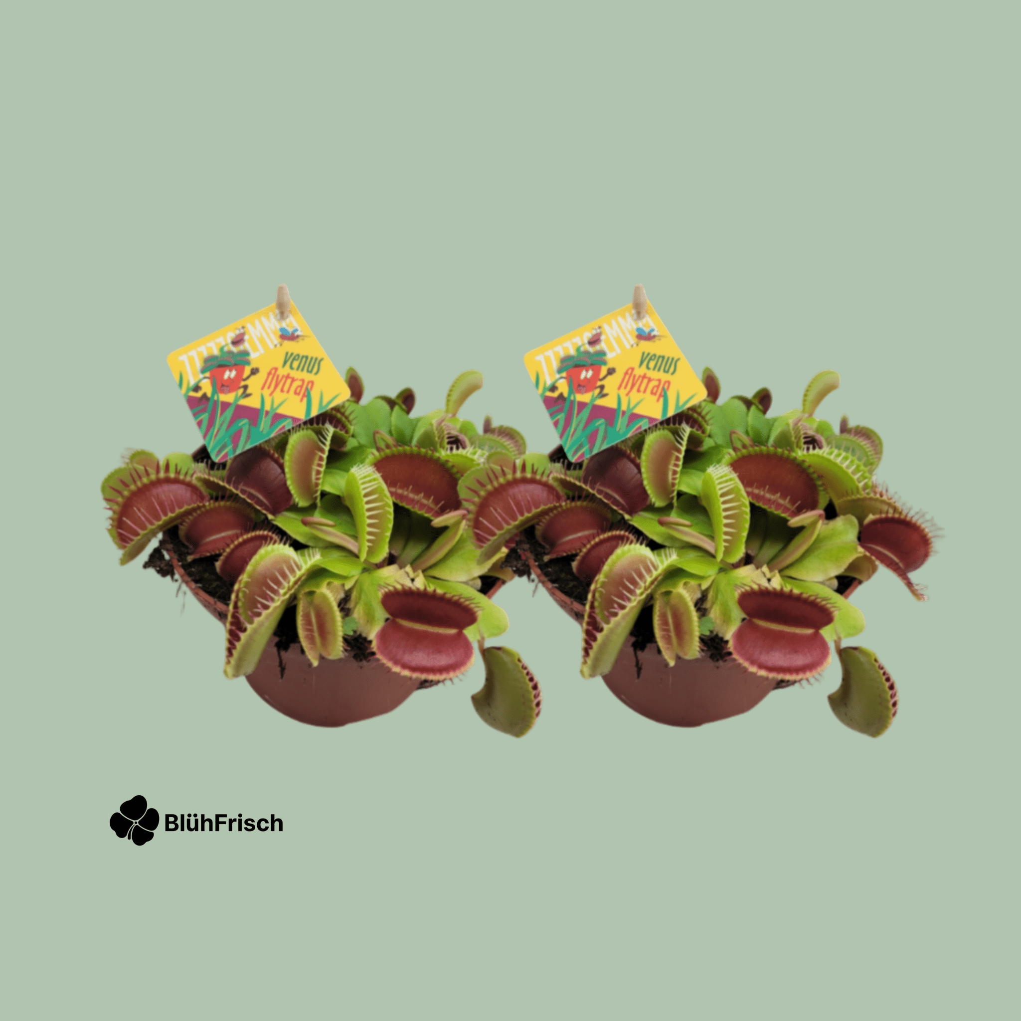 Dionaea Muscipula Venuspfliegenfalle - 2 Stücke - Ø12cm - ↕12cm