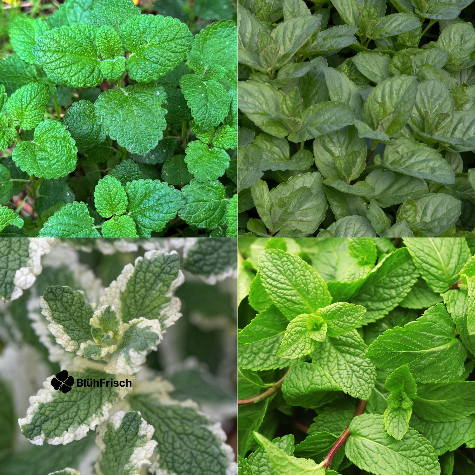 GreenboutiQ - Kräuter paket - Kräutertee - 8 Stauden - Für 1 m2 - Verschiedene Farben - Wenig Pflege - Topf 11cm