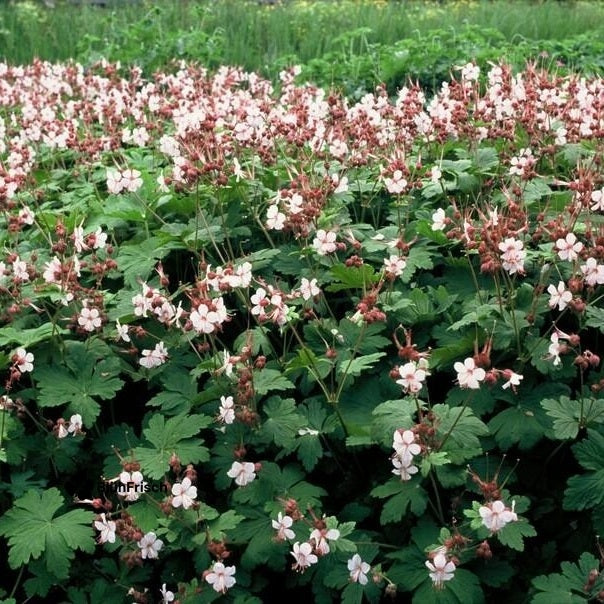 24x Geranium macr. 'Spessart' - ↕10-25cm - Ø9cm