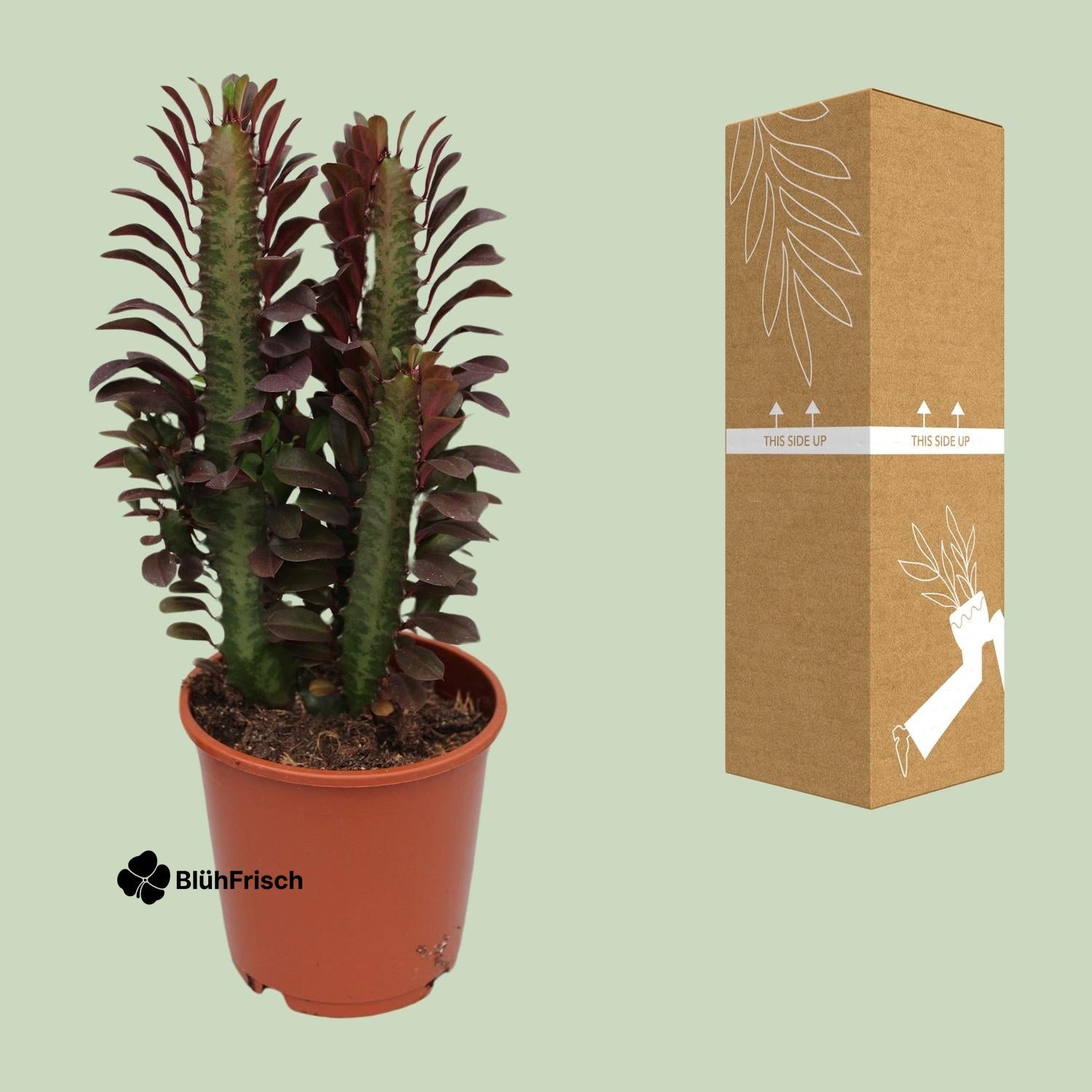 Kaktus 'Dreikantige Wolfsmilch' - Ø12cm - ↕40cm