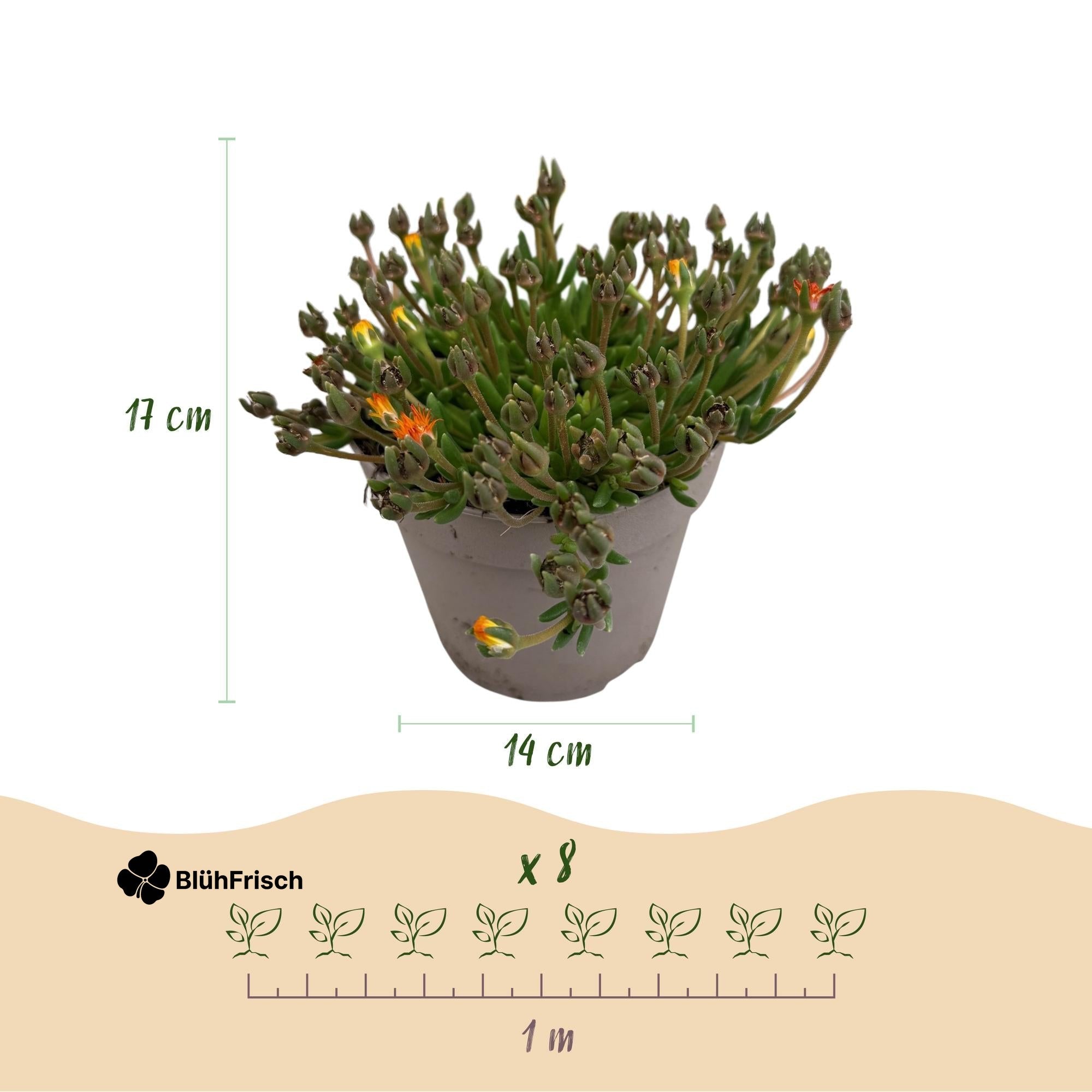GreenboutiQ - Bodendecker - Winterhart - Delosperma Jewel of Dessert - 4 Pflanzen - Farben Rot - Orange - Lila - Rosa - Wenig Pflege - Topf 14cm Höhe 17cm