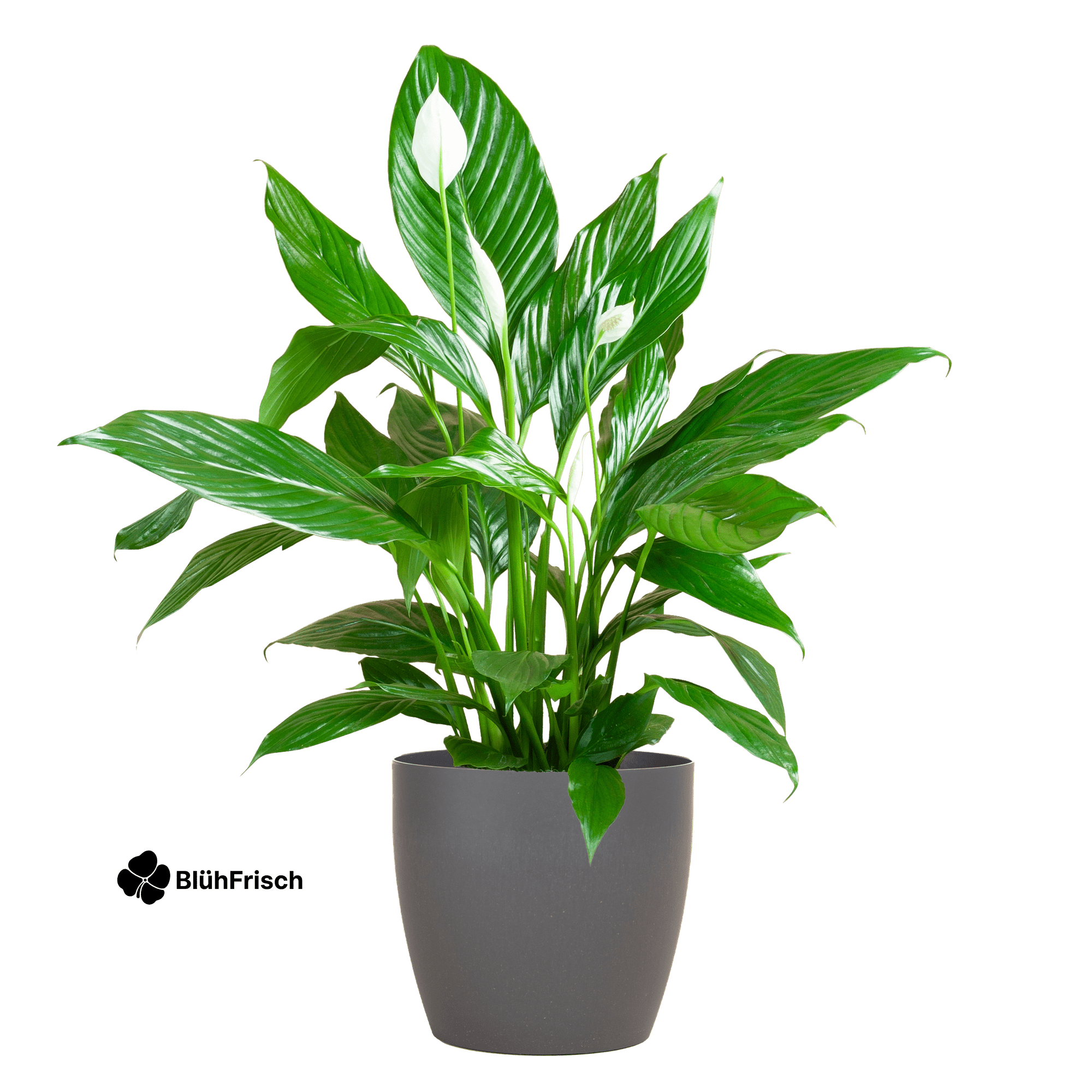 Spathiphyllum mit Viber grau – 80 cm – Ø21