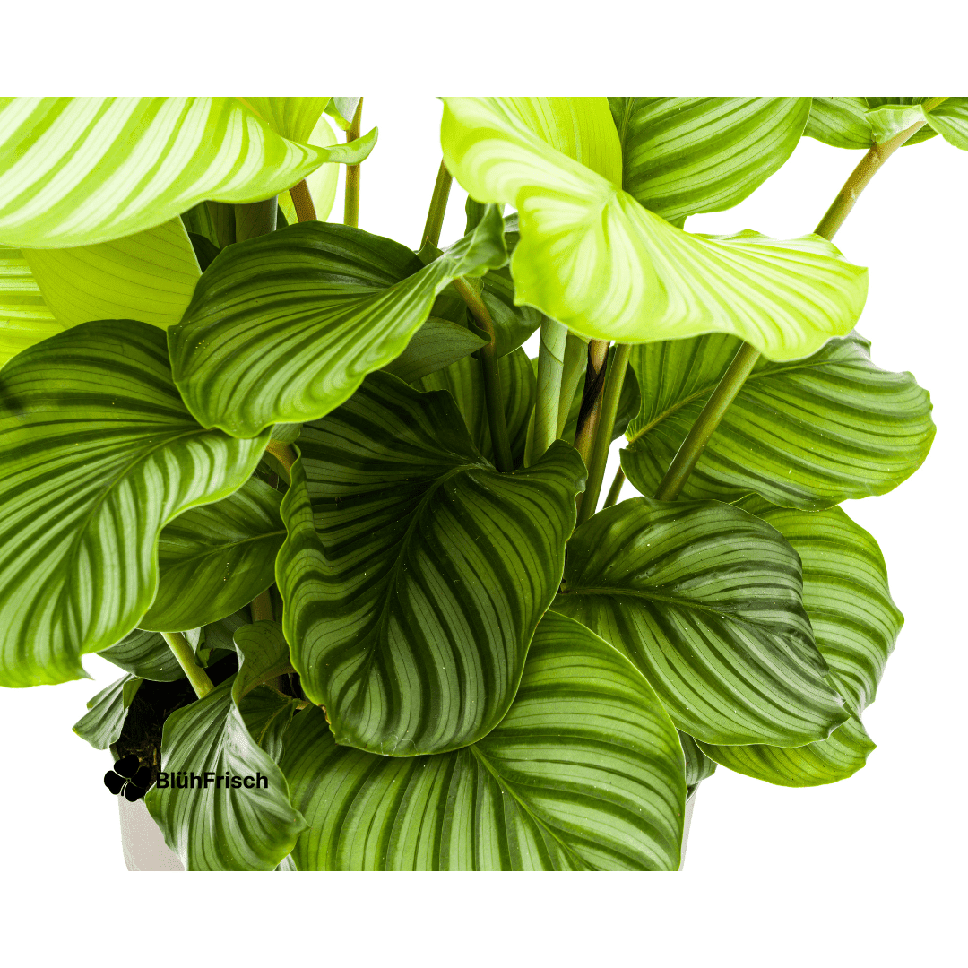 Calathea Orbifolia Ø27cm - ↕70 - 90cm
