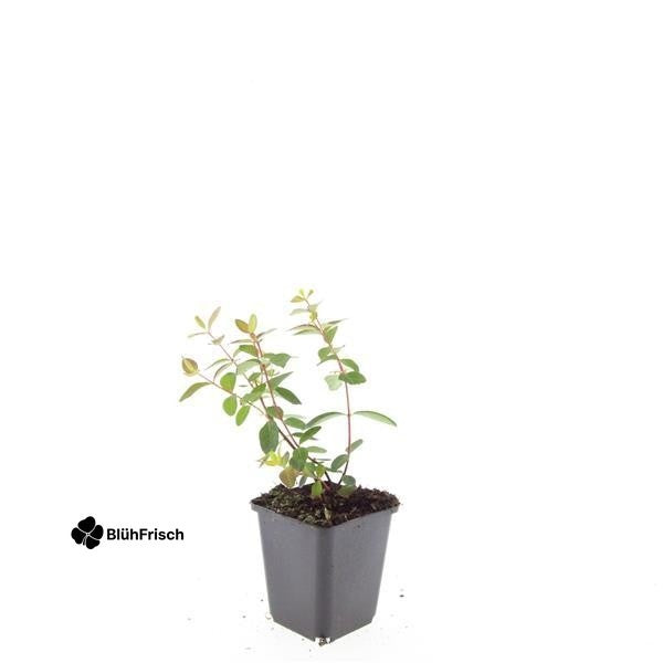 24x Hypericum dummeri 'Peter Dummer' - ↕10-25cm - Ø9cm