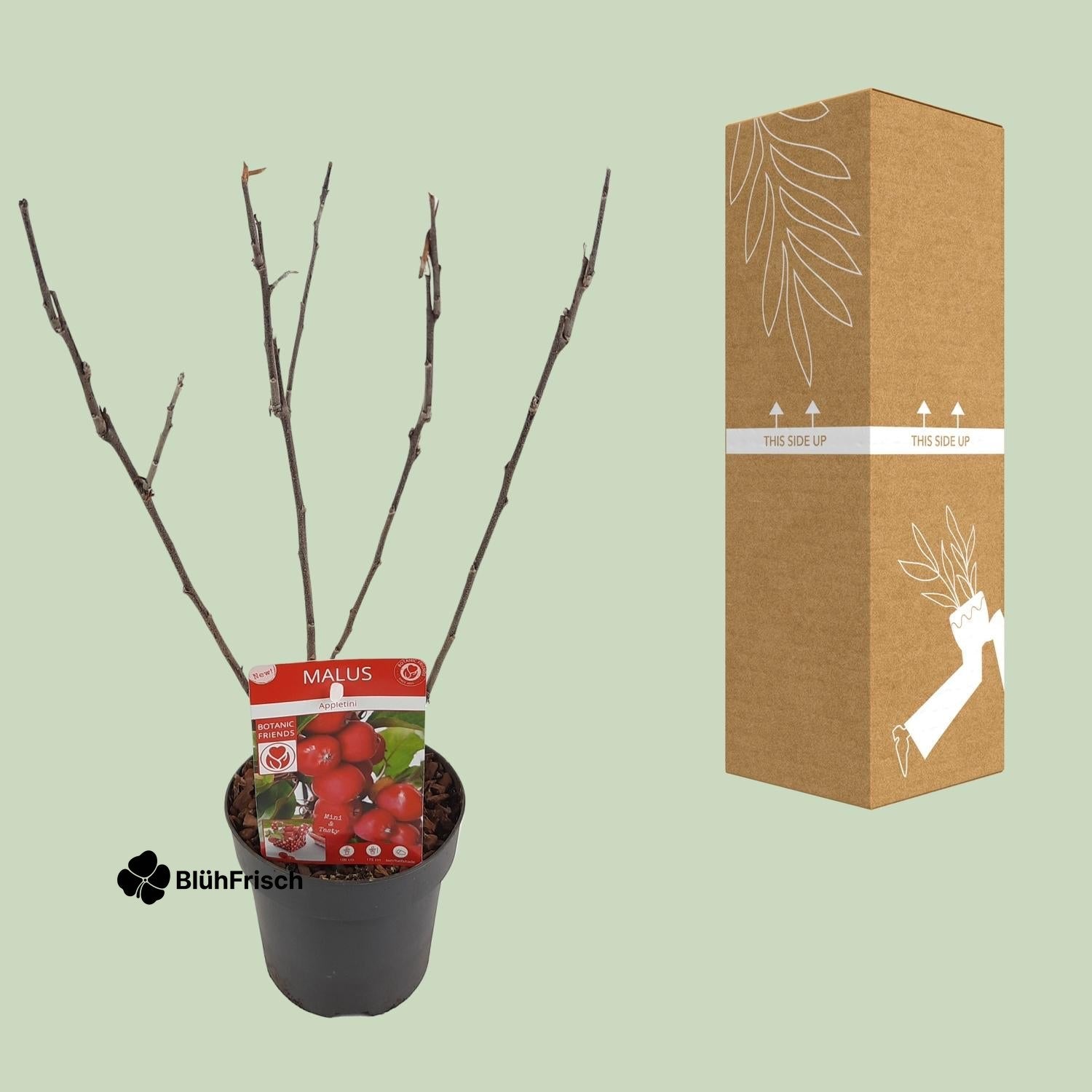 Malus 'Appletini' - Ø13cm - ↕10cm