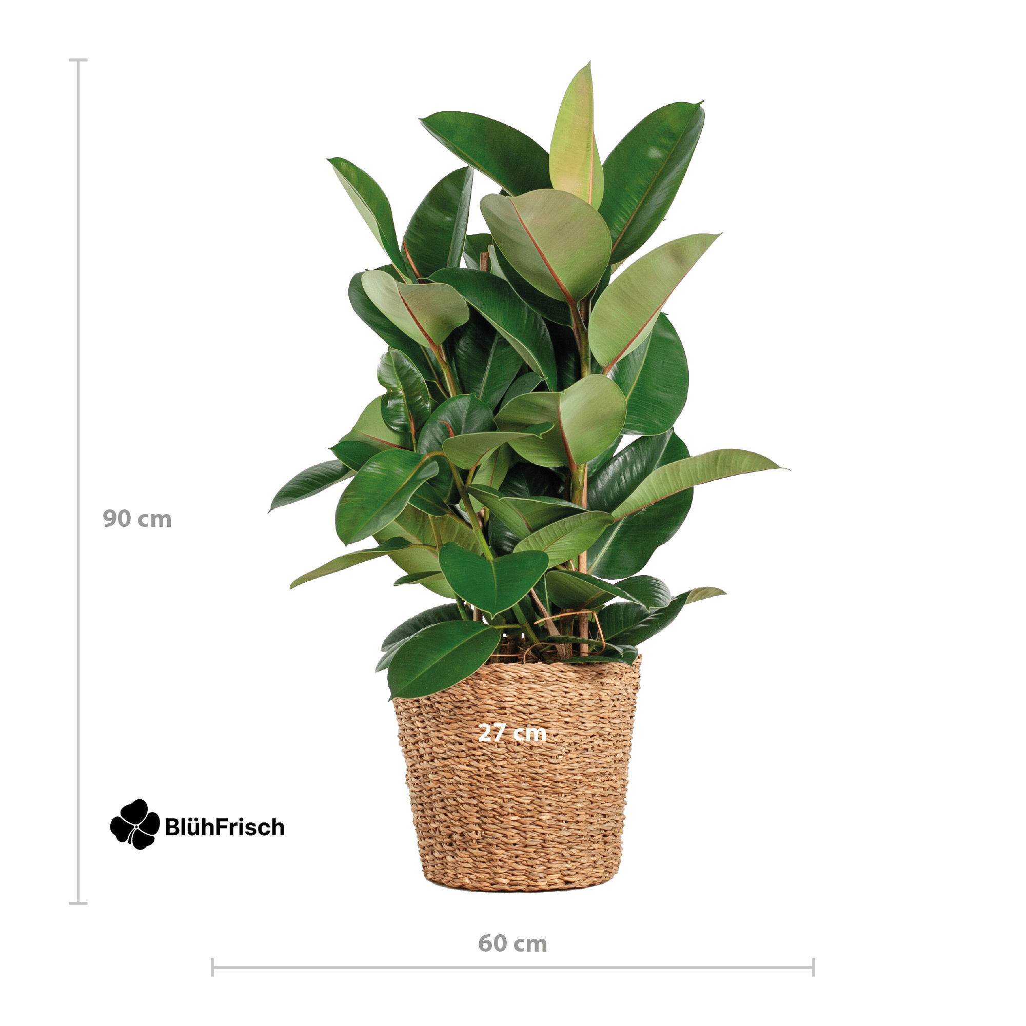 Ficus Elastica Robusta XL mit Korb Torun - 90cm - Ø27