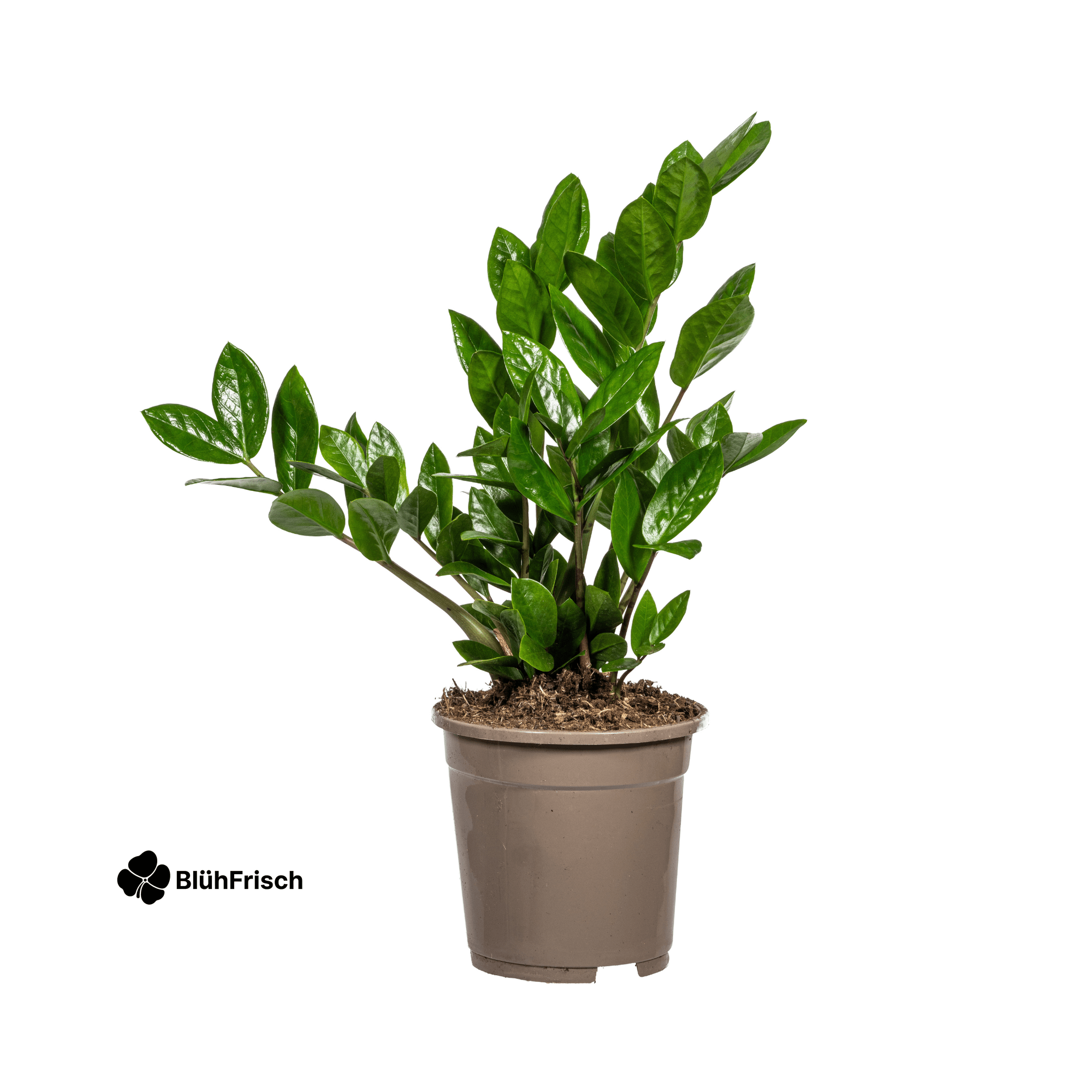 Zamioculcas Zamiifolia Ø17cm - ↕40-50cm