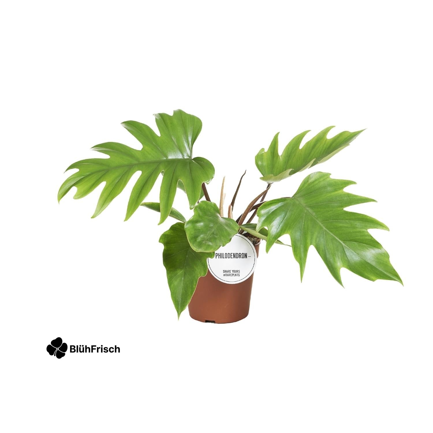 Philodendron Mayoi - Ø15cm - ↕35cm