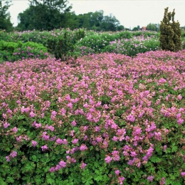24x Geranium cant. 'Cambridge' - ↕10-25cm - Ø9cm