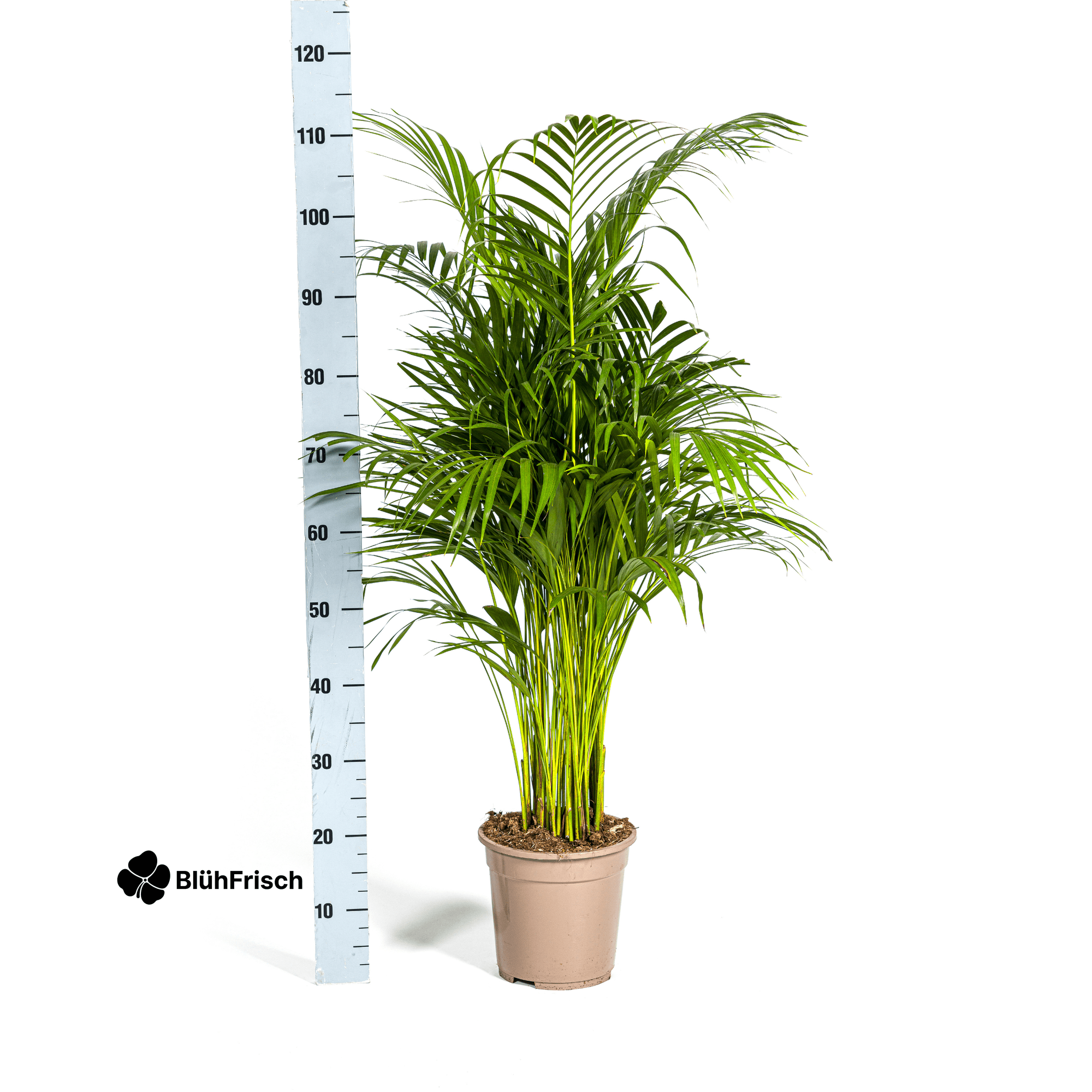 Dypsis Areca Lutescens mit Korb 100 - 120cm