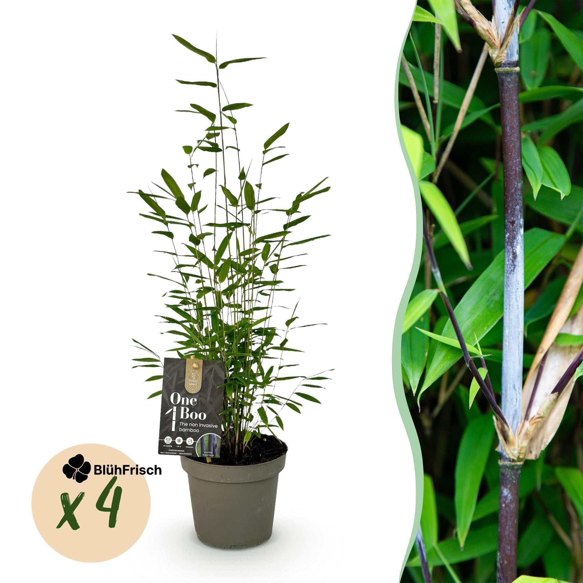 GreenboutiQ - Bambus - Fargesia Black Dragon - Grün - 4 Pflanzen - Immergrün - Wuchernicht - Topf 14cm Höhe 35cm