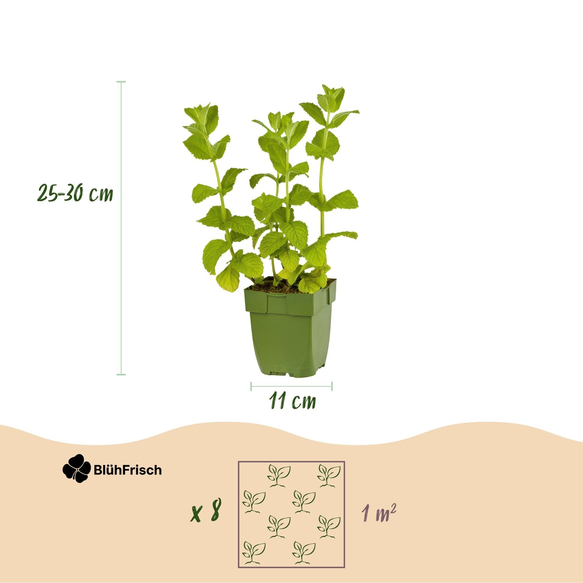 GreenboutiQ - Kräuter paket - Kräutertee - 8 Stauden - Für 1 m2 - Verschiedene Farben - Wenig Pflege - Topf 11cm