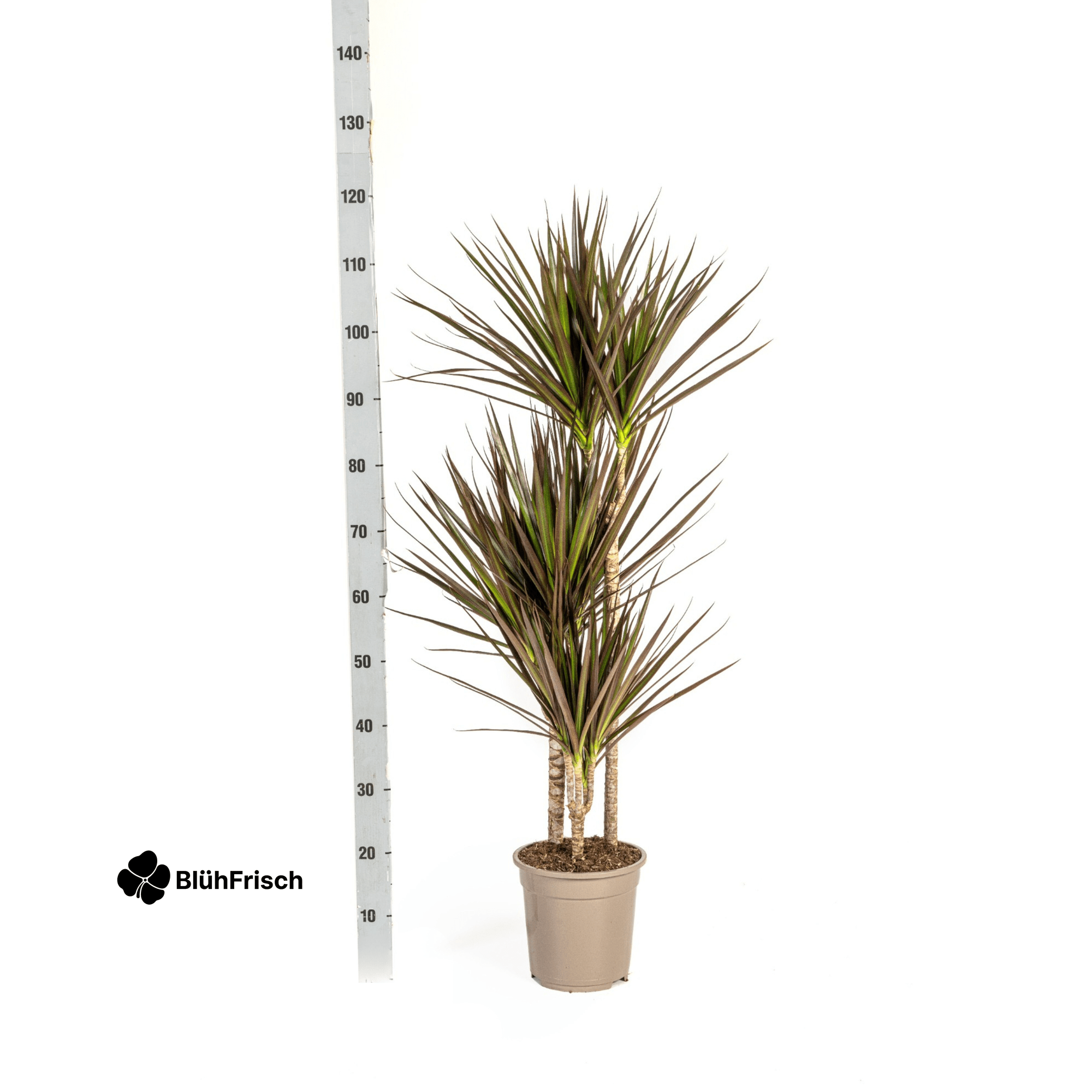 Dracaena Marginata Magenta mit Korb 110 - 130cm