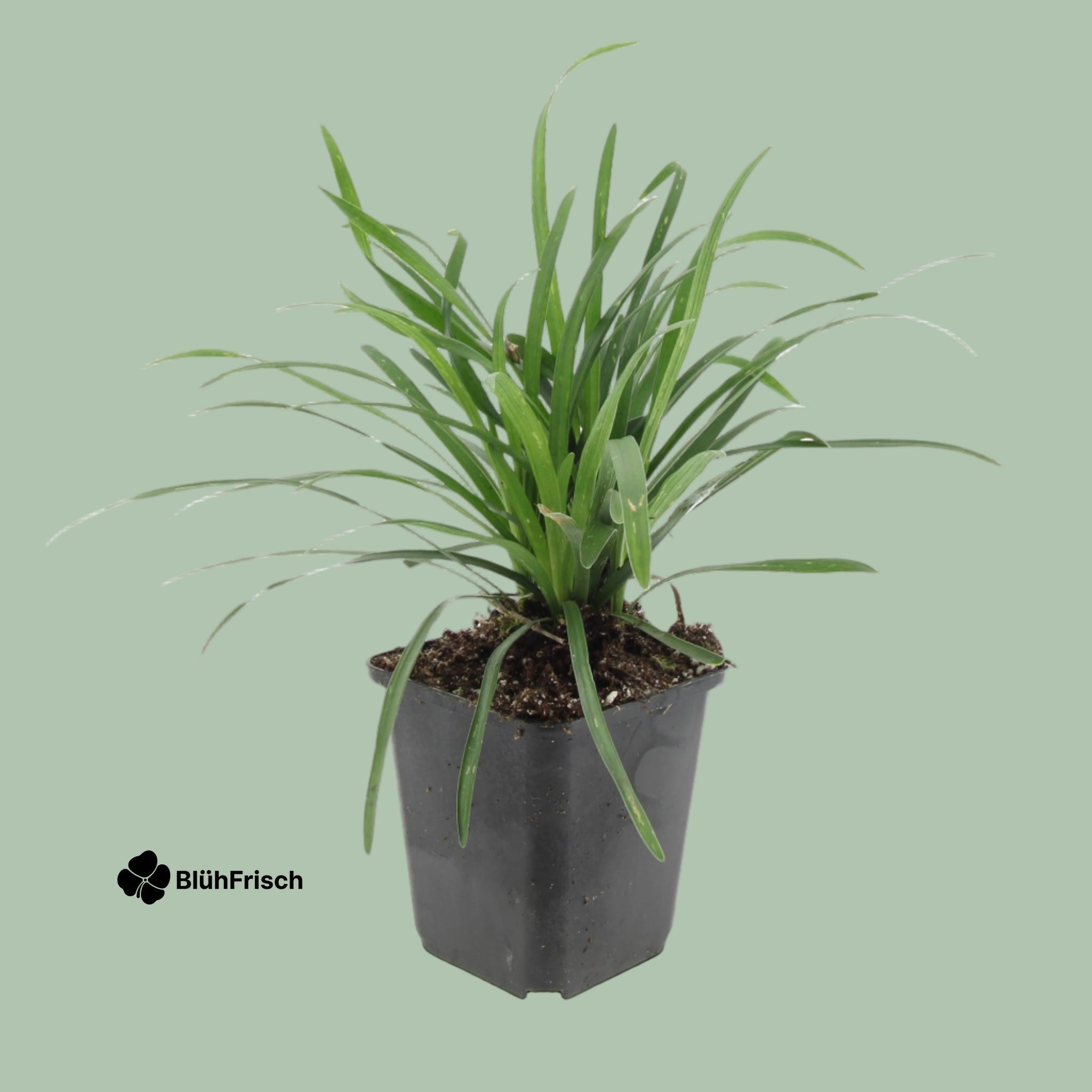 24x Liriope muscari 'Big Blue' - ↕10-25cm - Ø9cm