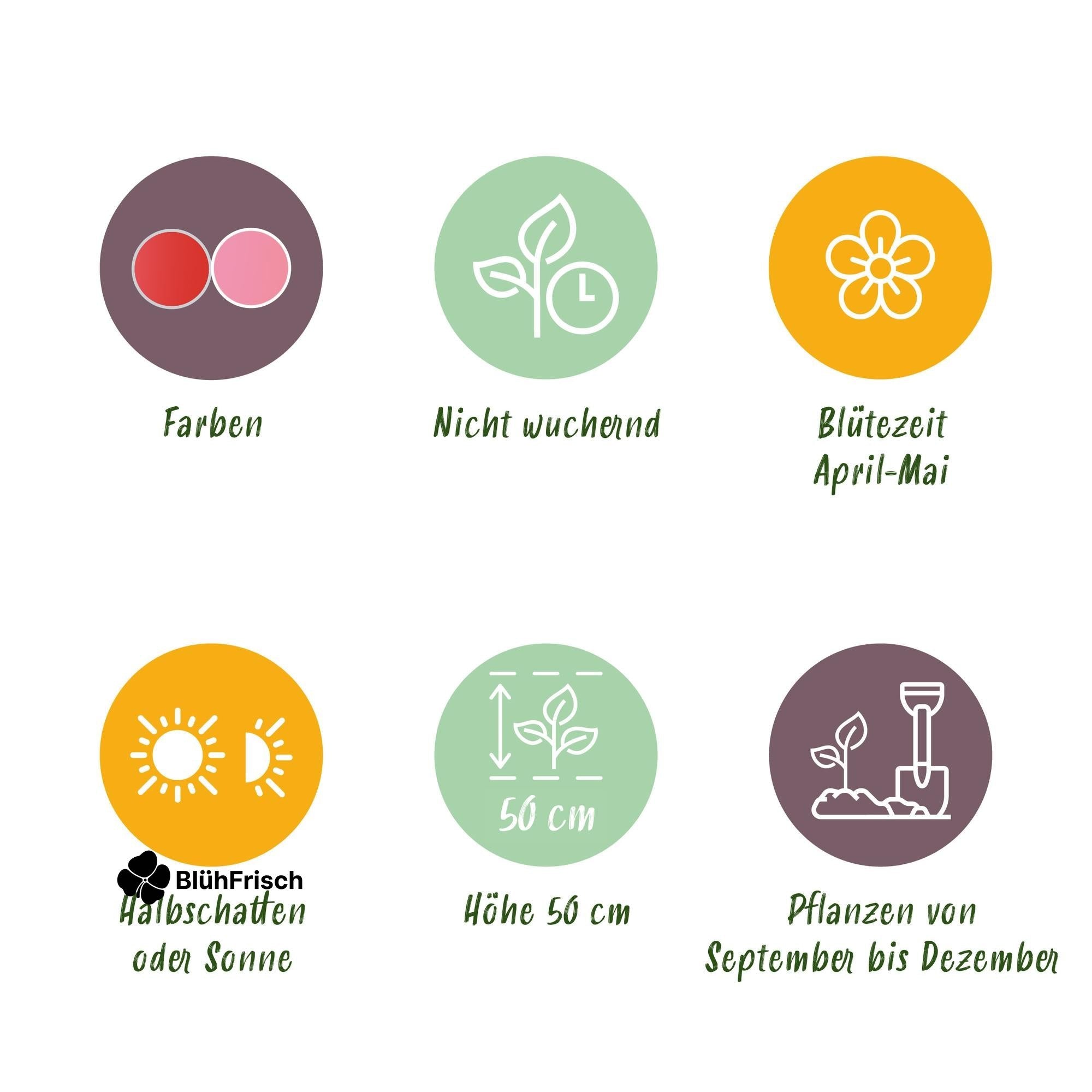 GreenboutiQ - Blumenzwiebeln - Tulpe Pink und Red - Bulbs Hardy Perennial - Farbe Rosa und Rot - 40 Stück - Zwiebelgröße 10/12